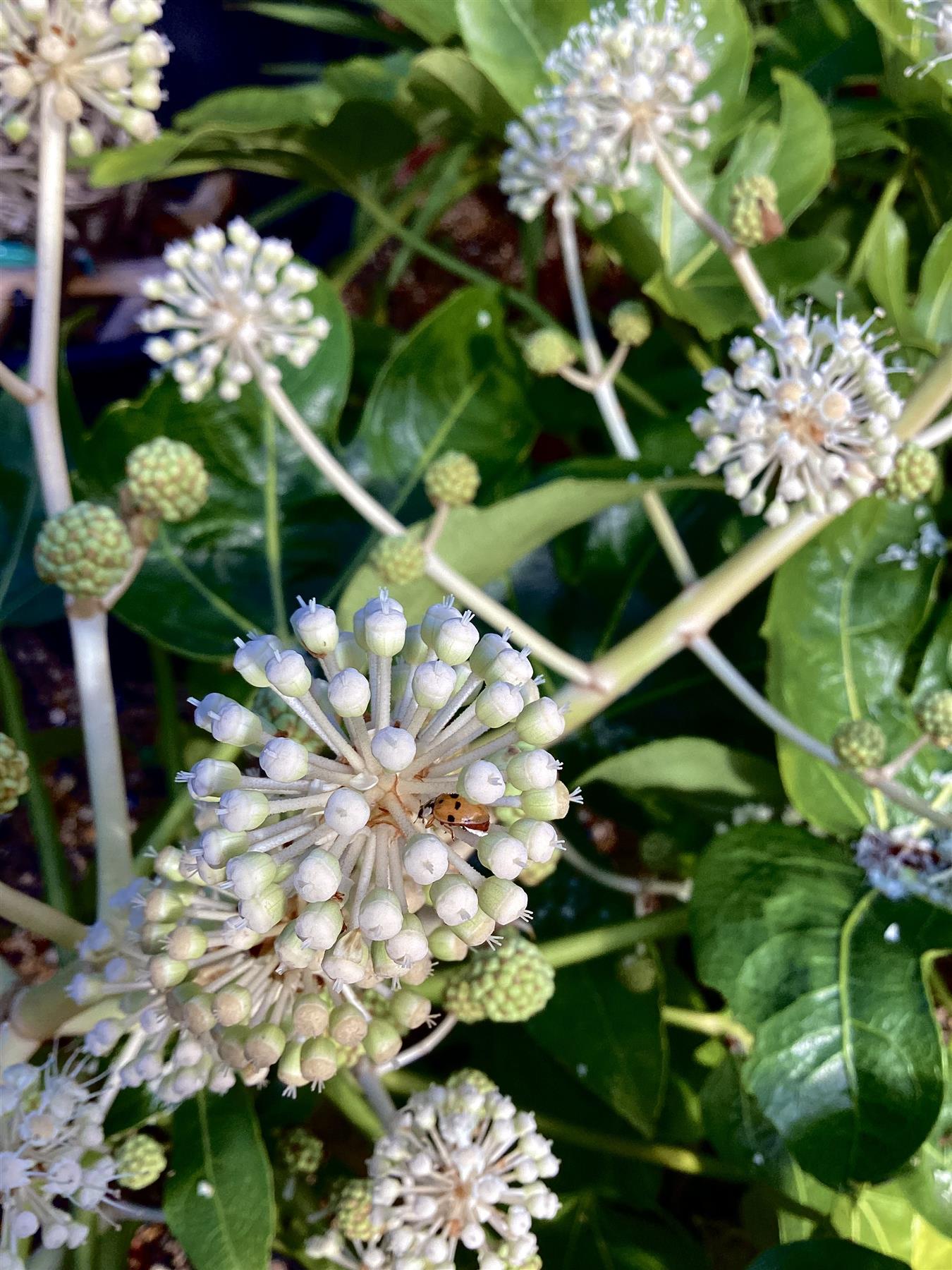 Fatsia japonica (Japanese aralia) | Japanese Aralia - 80-90cm, - 25lt