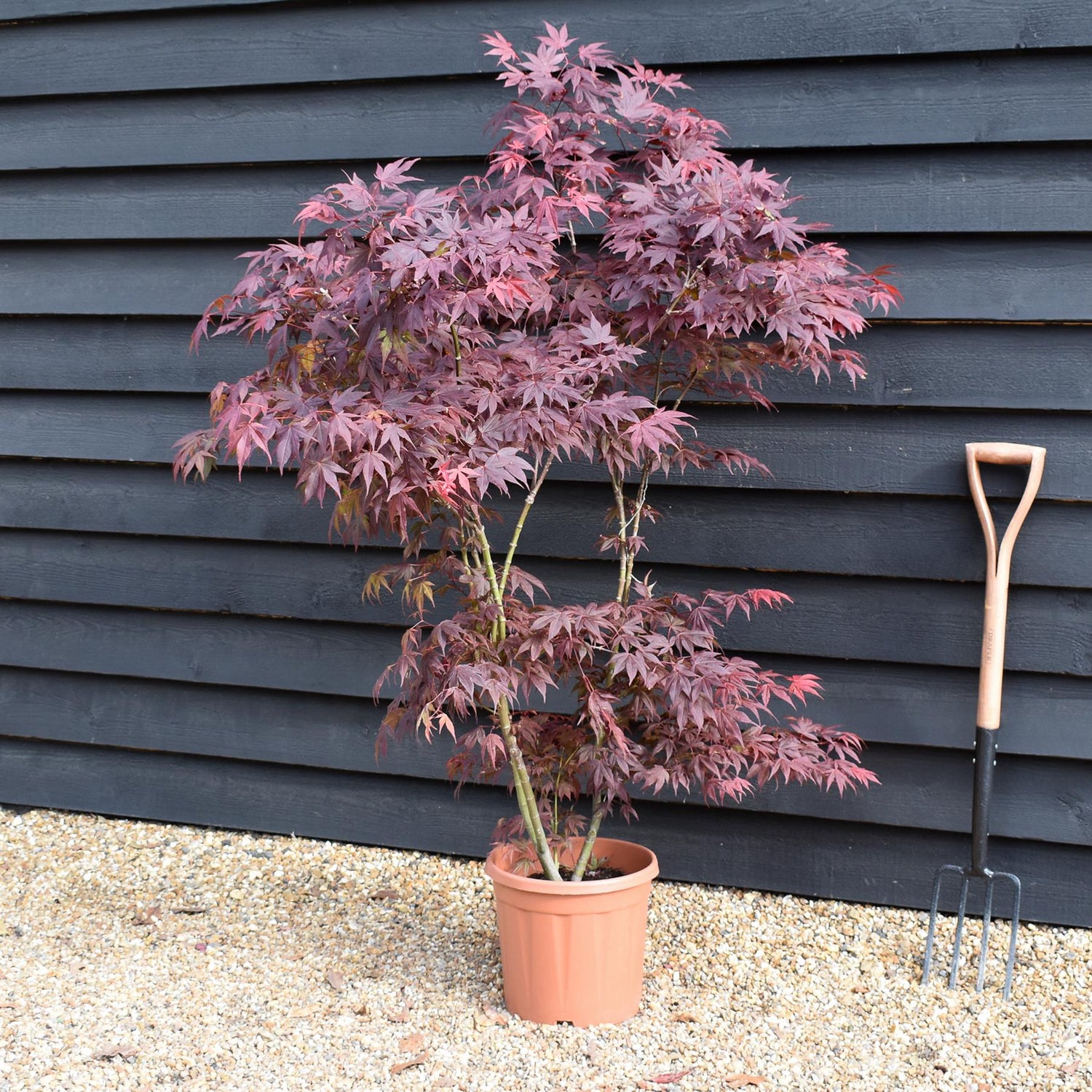 Acer palmatum 'Atropurpureum' | Red Leaf Japanese maple - 100-140cm - 15lt