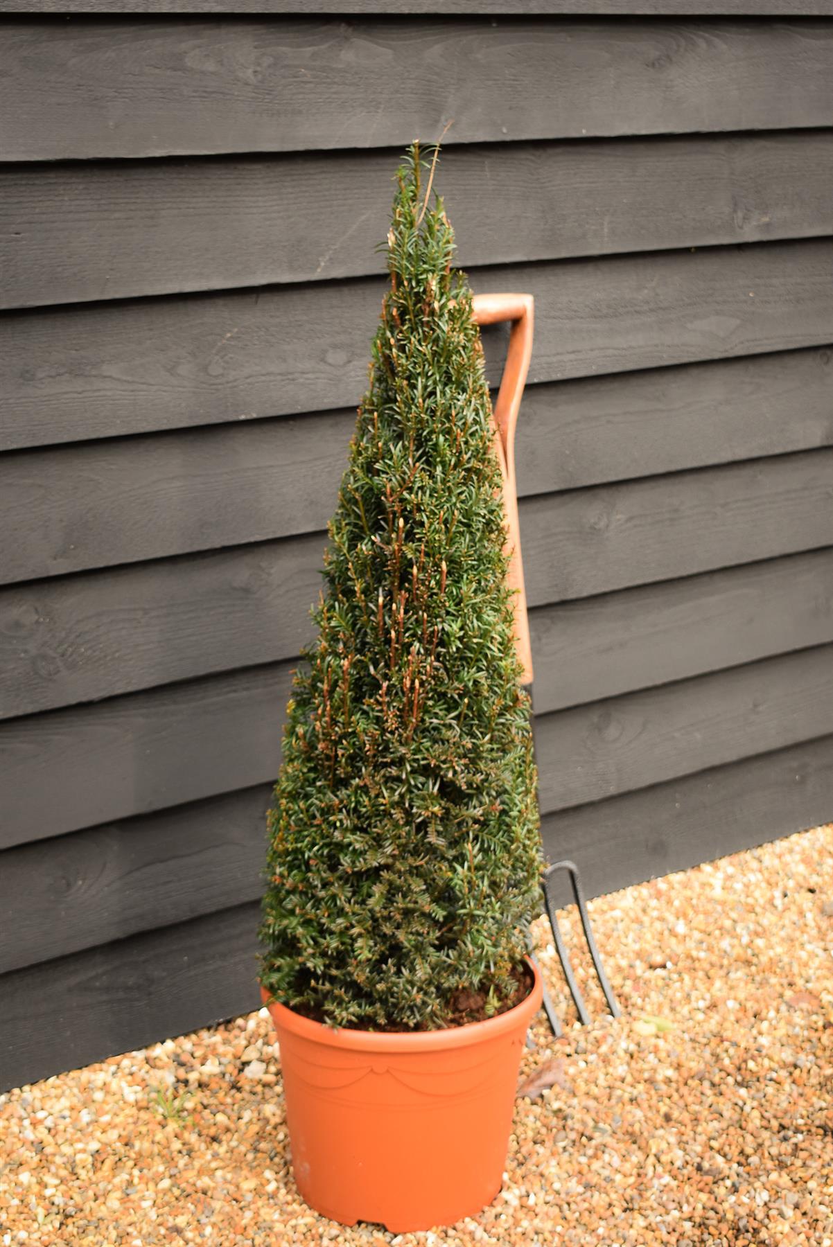 Taxus baccata | Yew tree - Cone - Height 110-120cm - 12lt