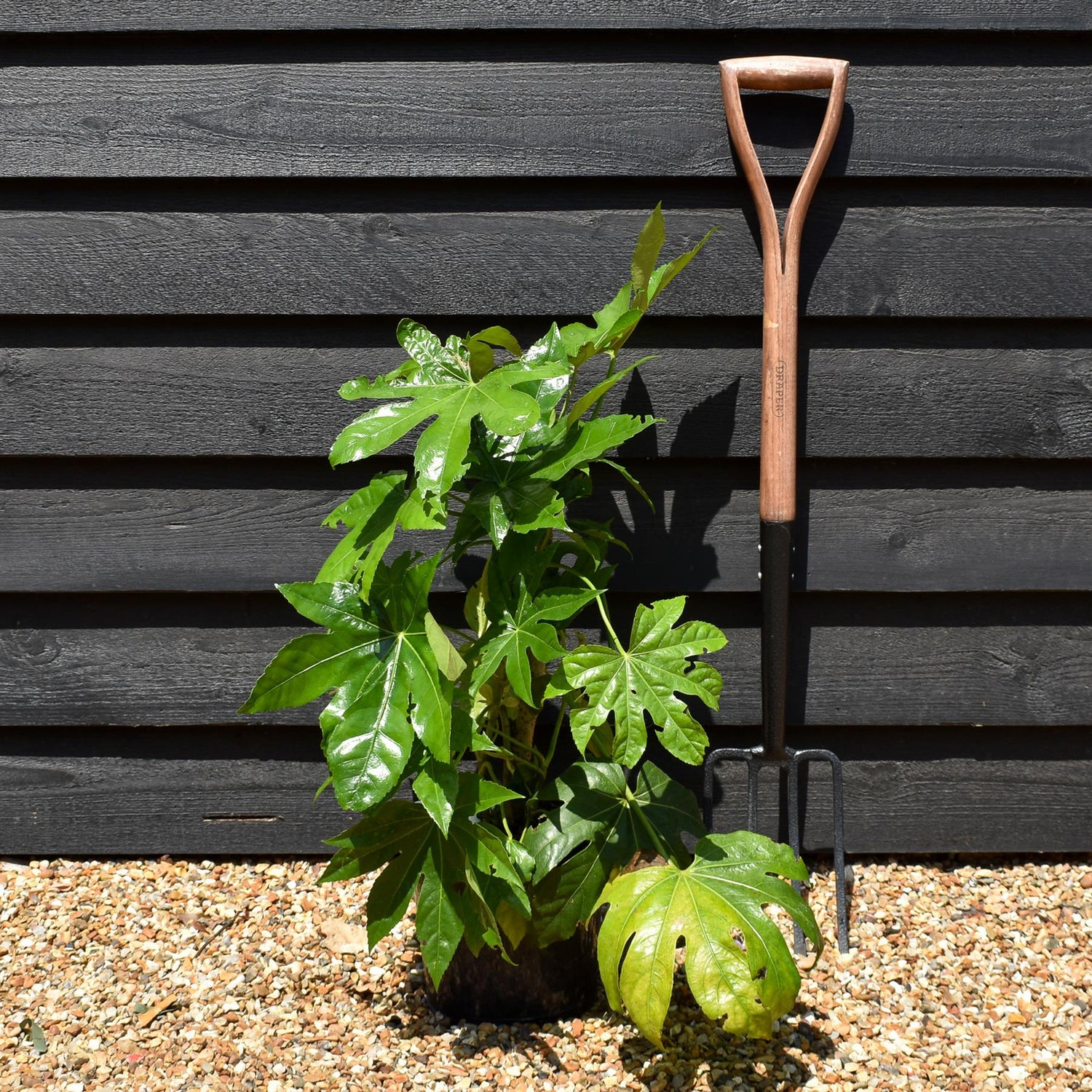 Fatsia japonica (Japanese aralia) - Height 40-60cm - 5lt