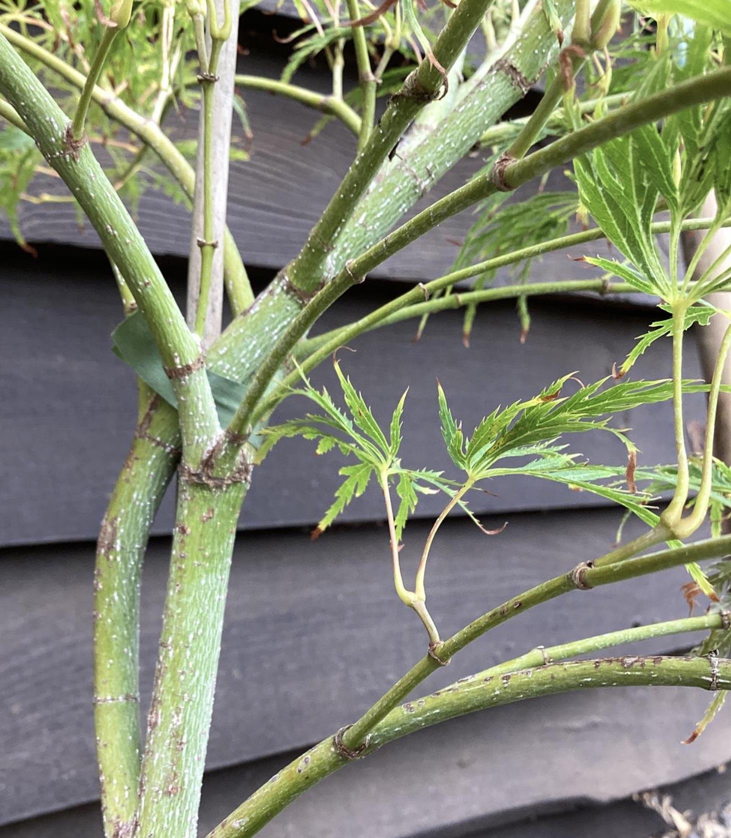 Acer dissectum | Weeping Japanese Maple - Height 160cm - 160lt