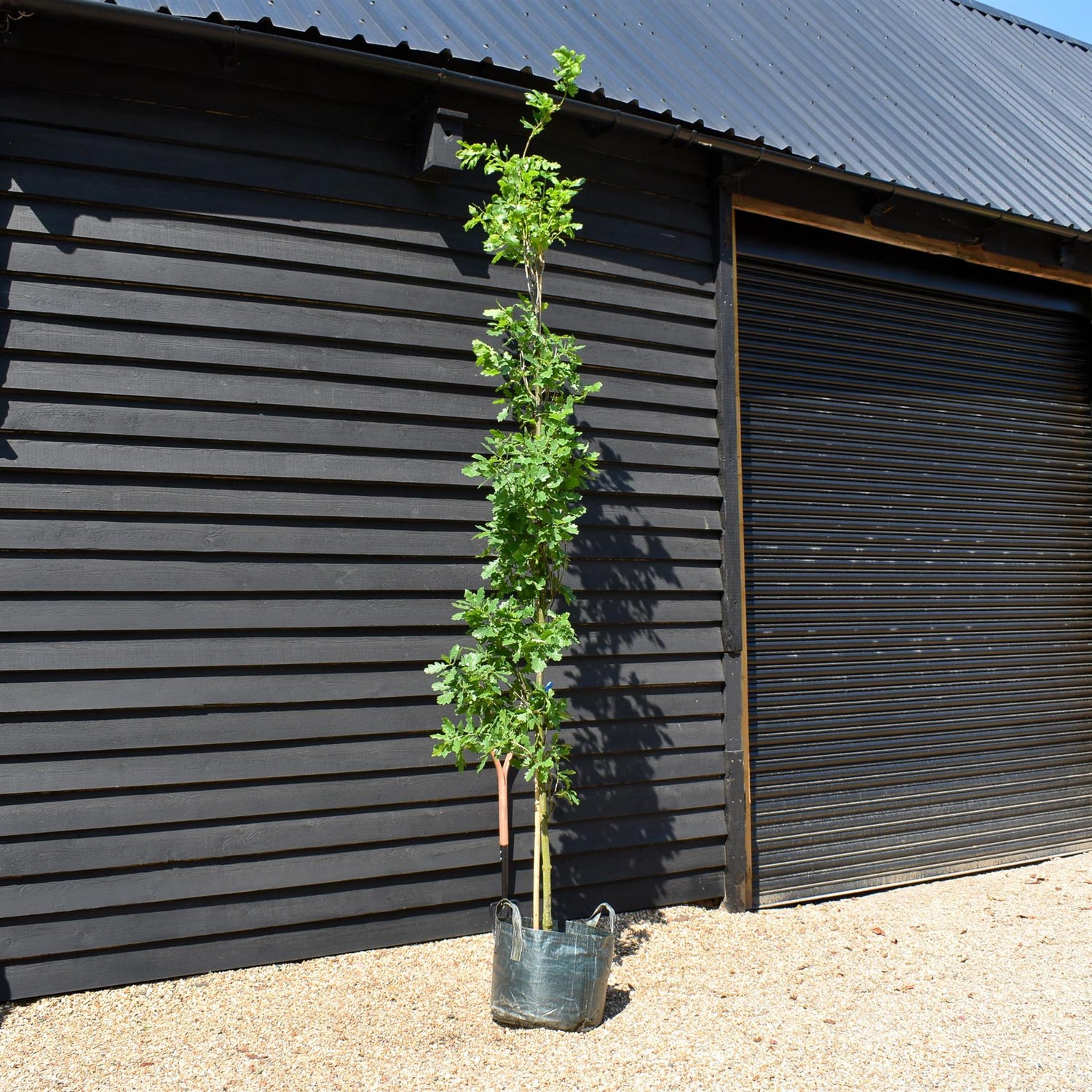 Quercus robur 'Fastigate Koster' - Feathered - Height 350-380cm - 45lt