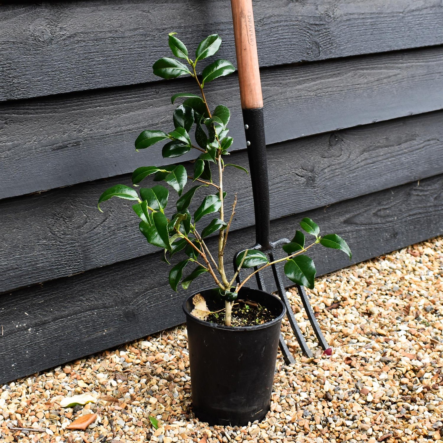 Camellia japonica 'Lady Vansittart' - Shrub - 3lt