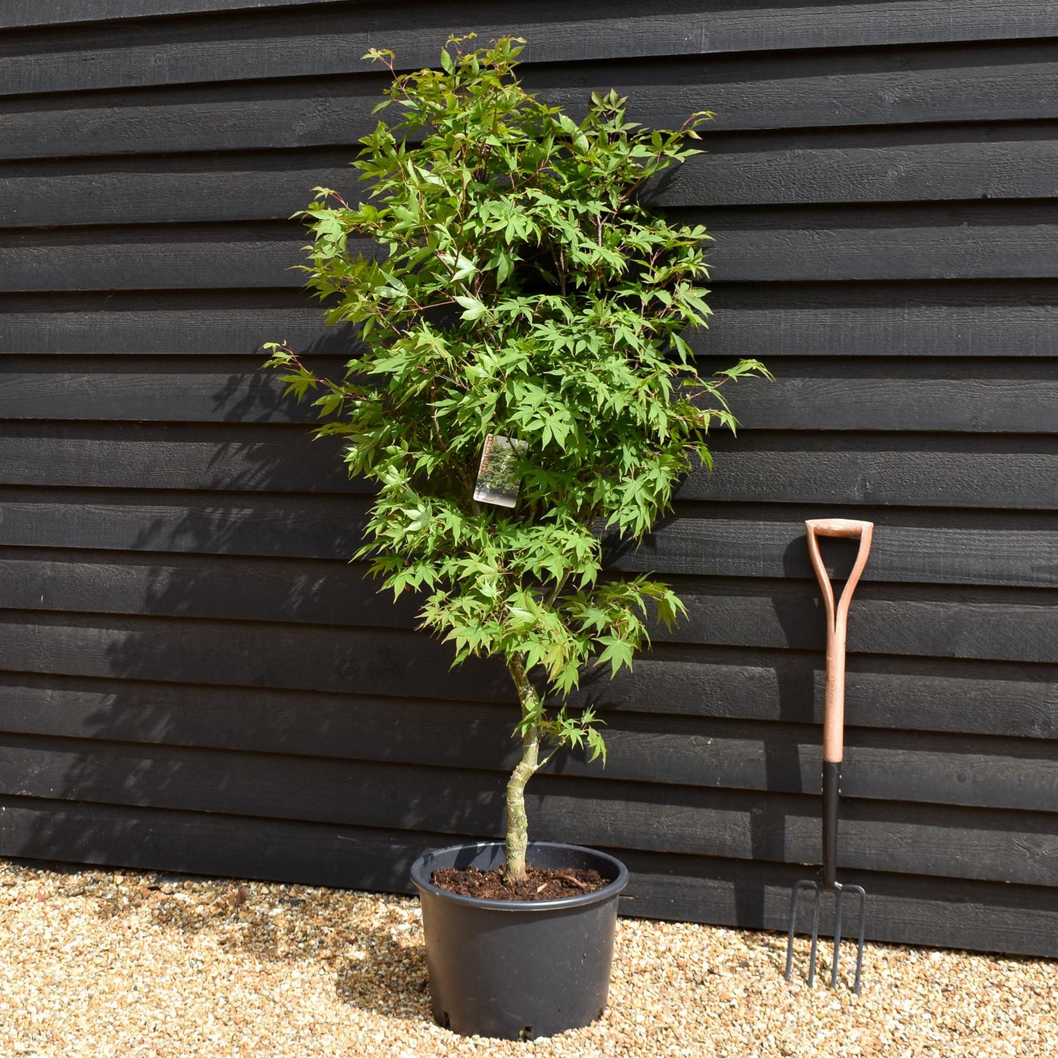 Acer palmatum 'Osakazuki' | Japanese Maple - Bushy - Height 170-190cm - 35lt