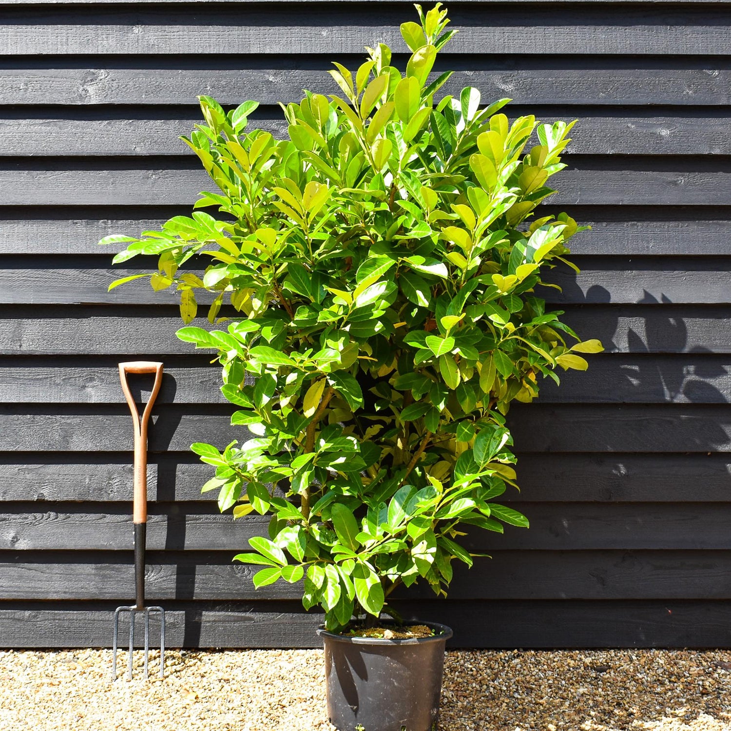 Cherry Laurel | Prunus laurocerasus Rotundifolia  - Instant Hedging - Pot Grown - Height 150-170cm - 20lt