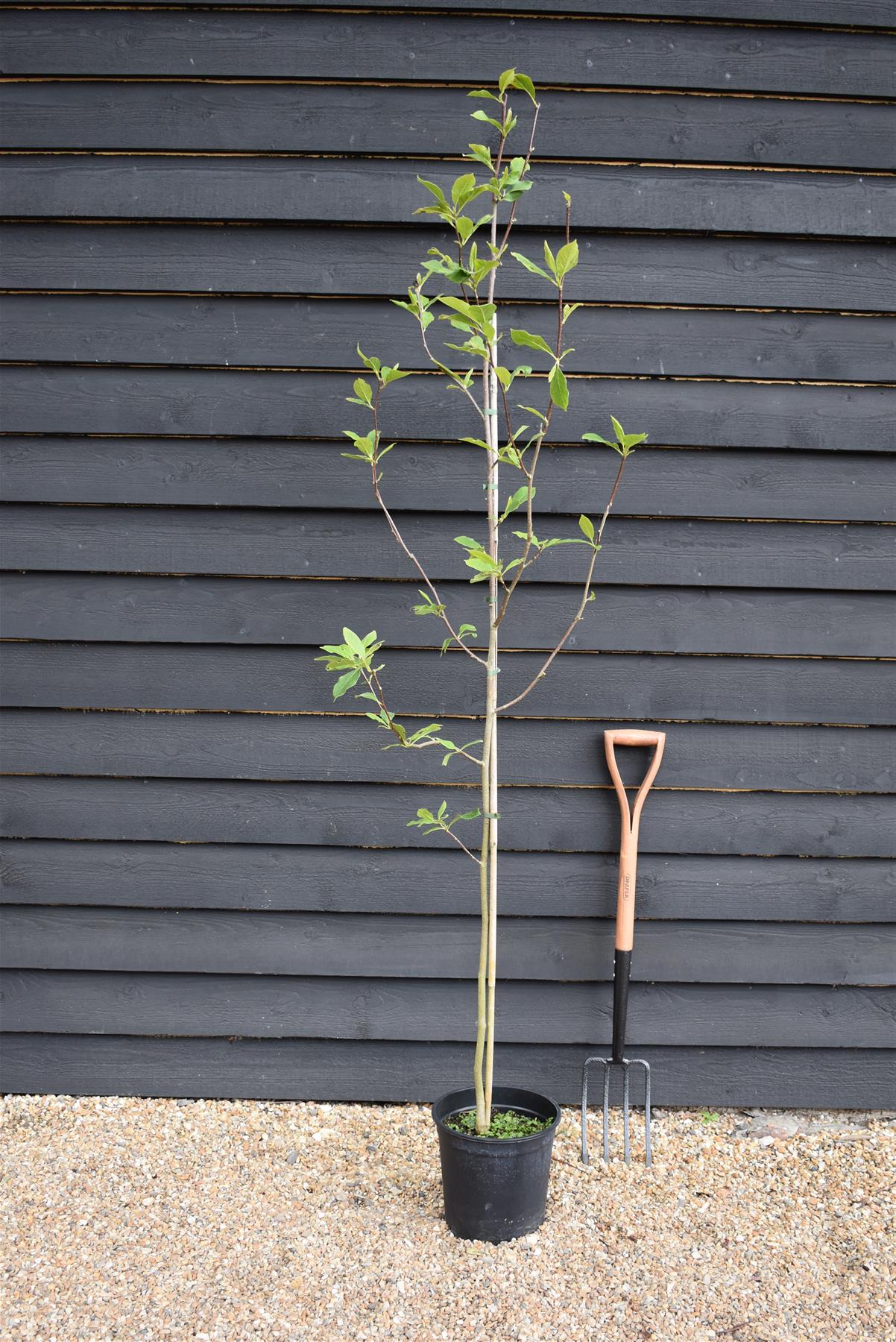 Magnolia Heaven Scent - 140-180cm, 10lt