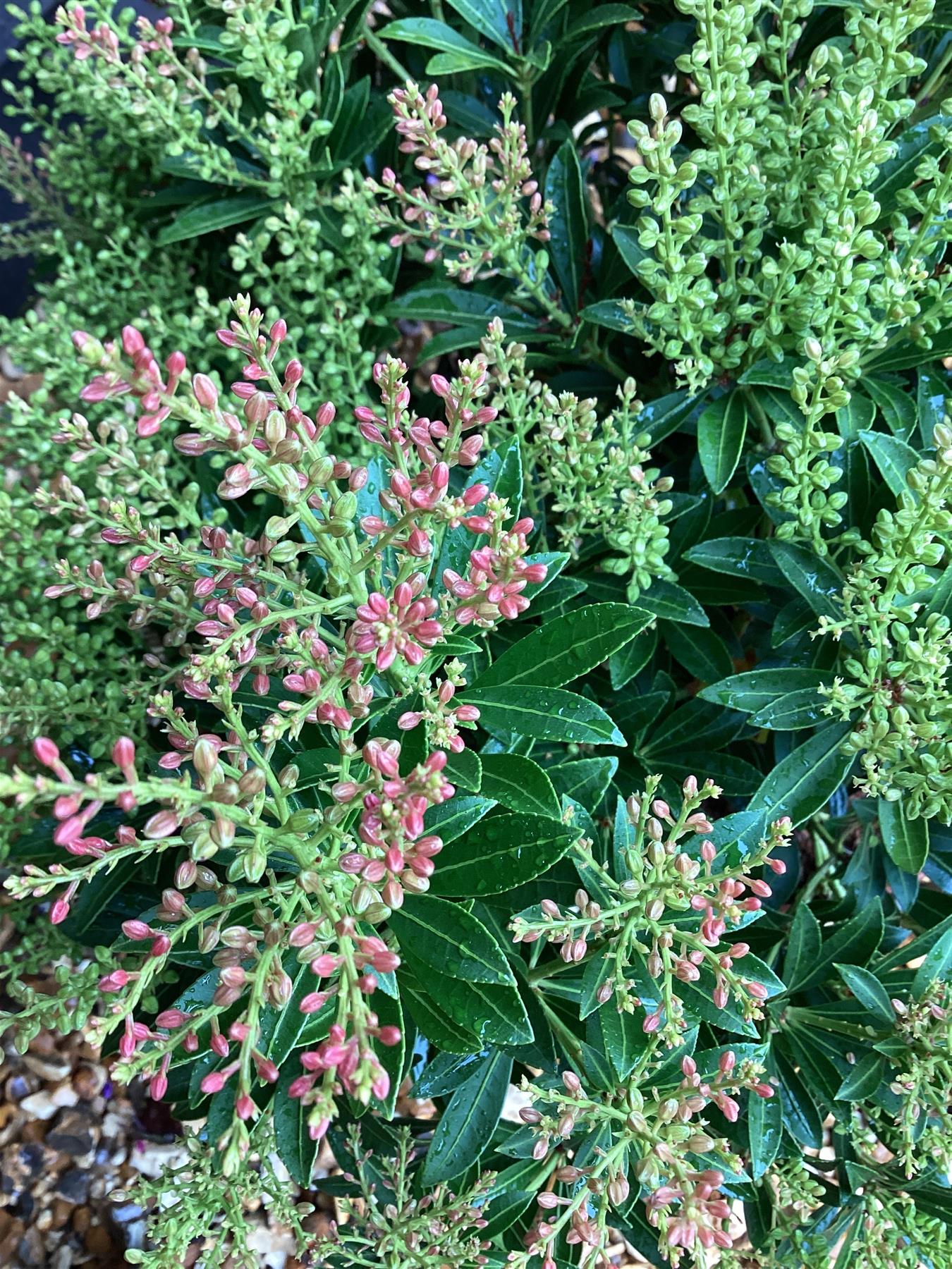 Pieris 'Debutante' - 55-60cm, 5lt