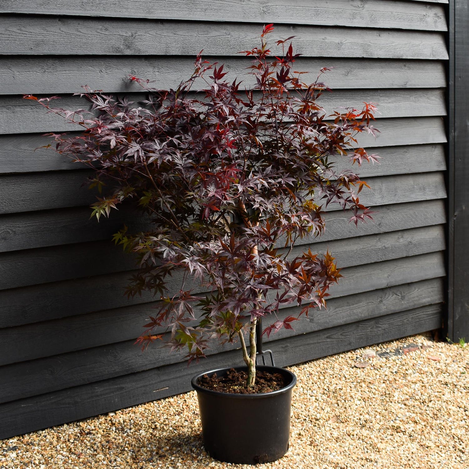 Acer palmatum 'Red Emperor' | Japanese Maple - Bushy - Height 140-180cm - 35lt