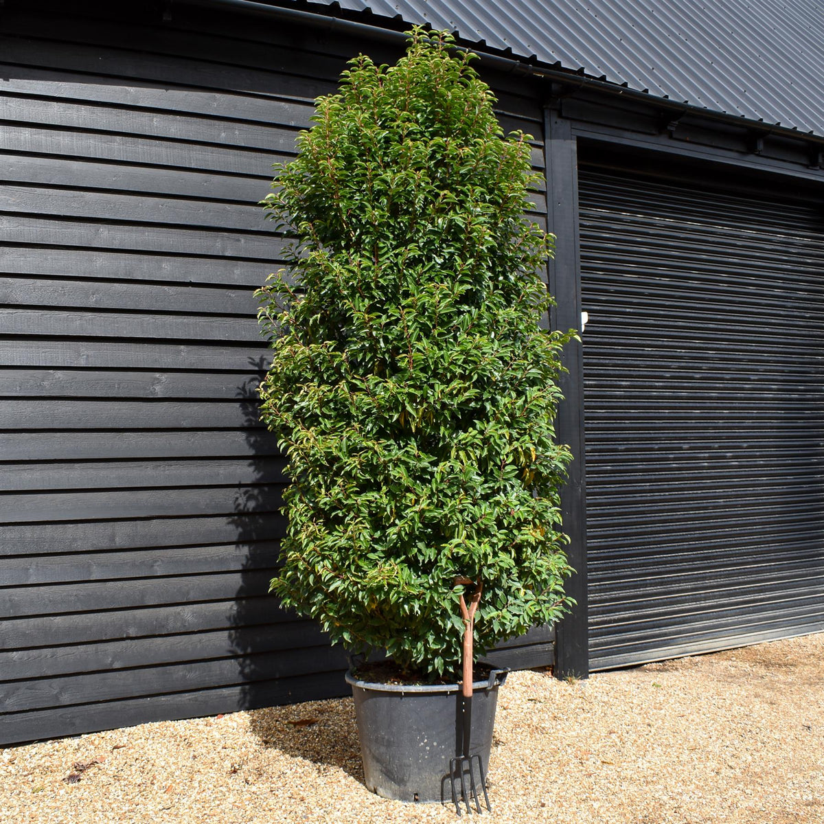 Portuguese Laurel | Prunus lusitanica 'Angustifolia'  - Bushy - Height 290-300cm - Width 110-120cm - 130lt