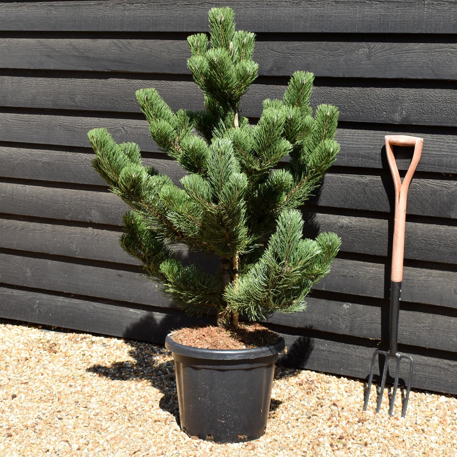 Pinus nigra 'Oregon Green' | Austrian pine 'Oregon Green' - Height 110-120cm - 25lt