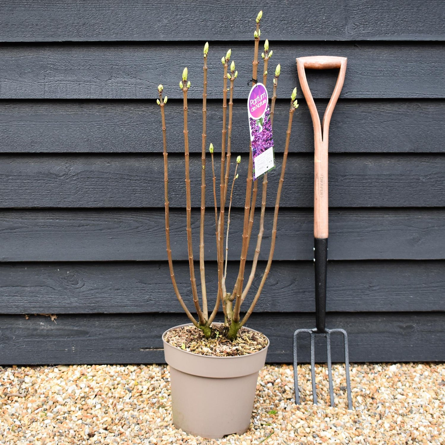 Lilac 'Charles Joly' | Syringa Vulgaris - Height 80-100cm - 10lt
