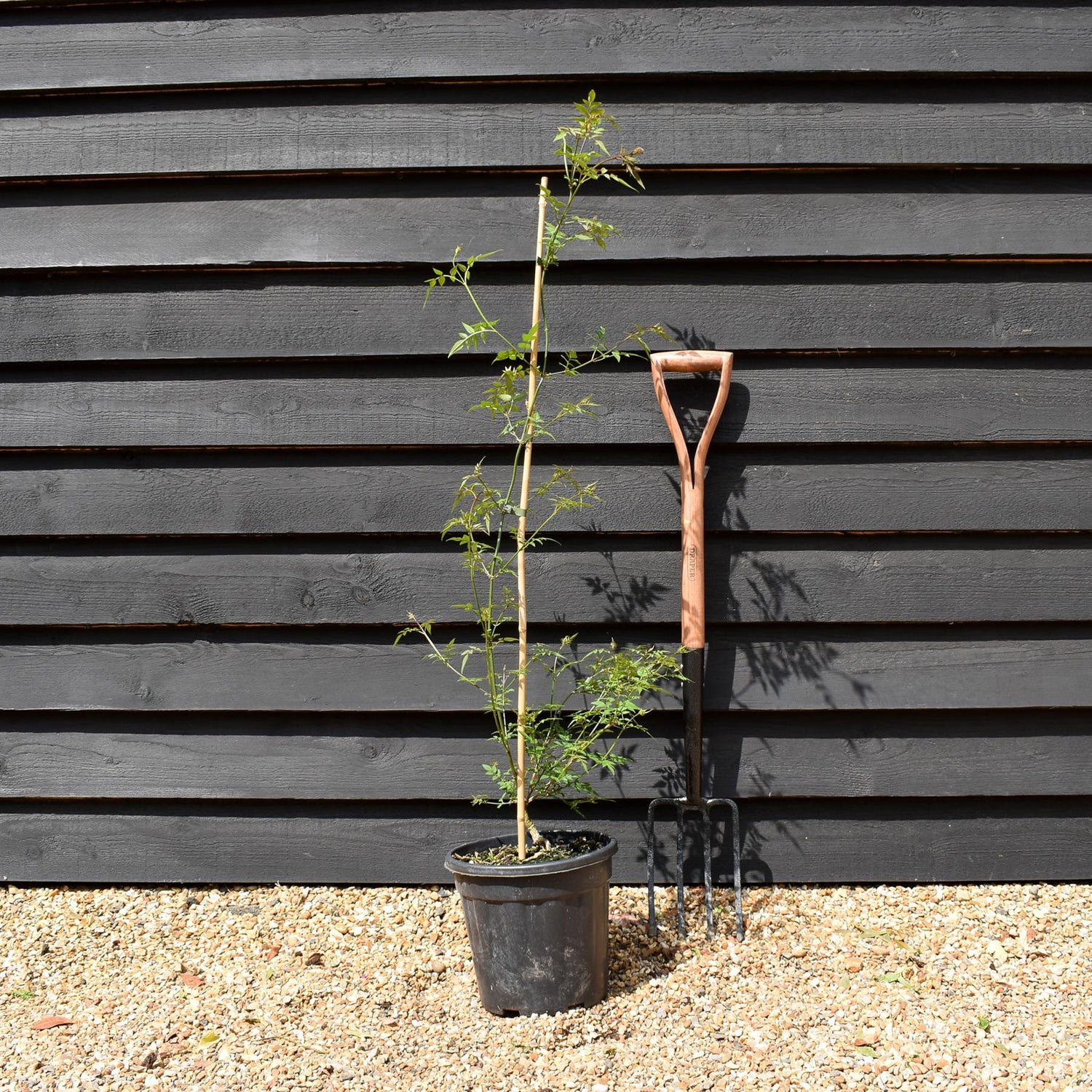 Jasminum officinale | Jasmine -  Height 90-110cm - 9lt