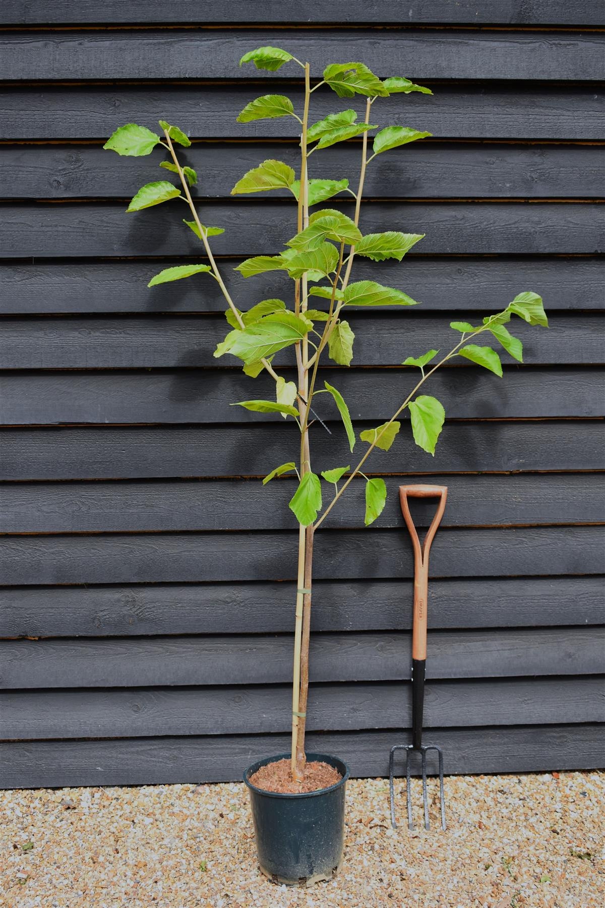 Morus Nigra 'Wellington'| Black Mulberry Tree - Height 140-170cm, 12lt