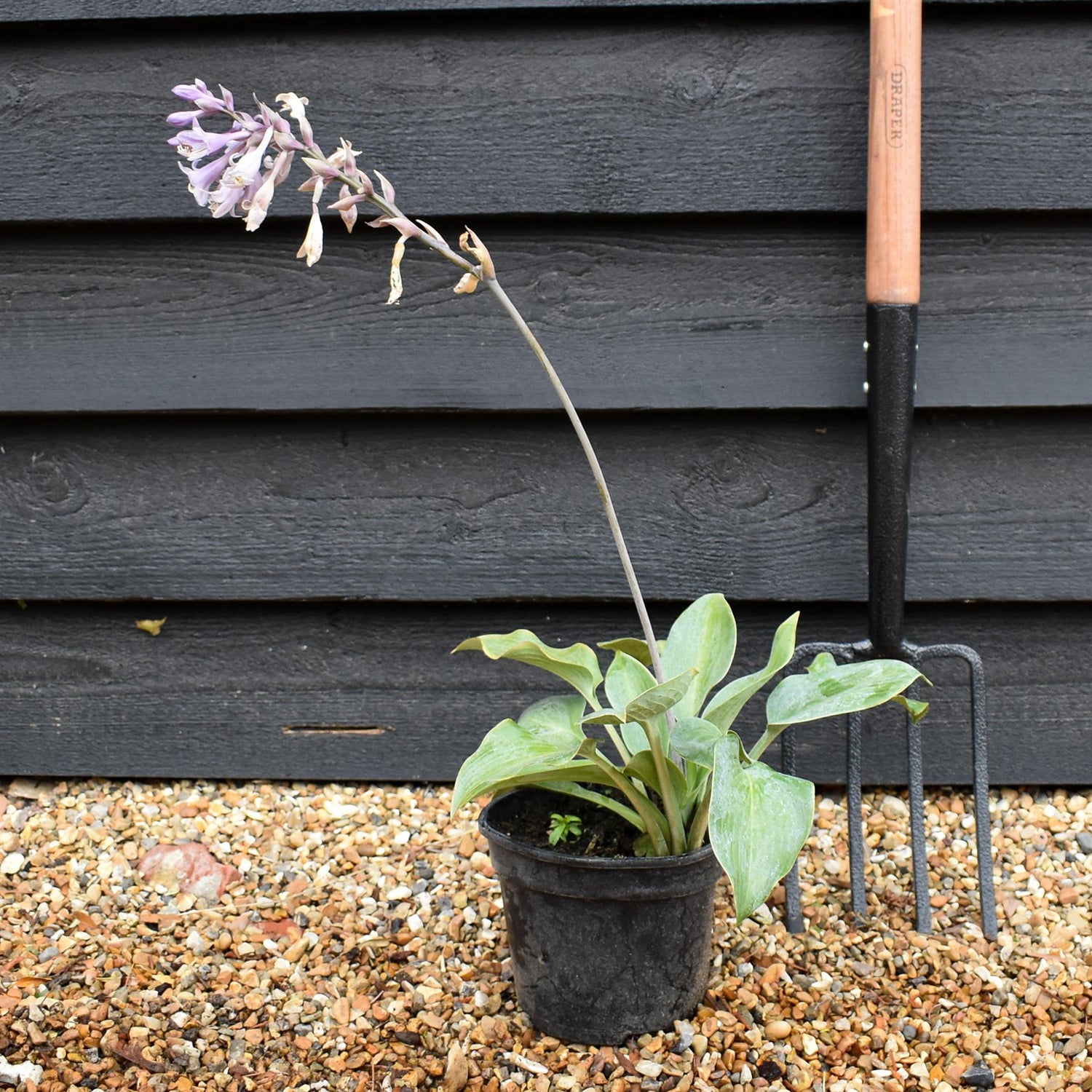 Hosta 'Halcyon' - Deciduous Perennial - Height 10-20cm - 2lt