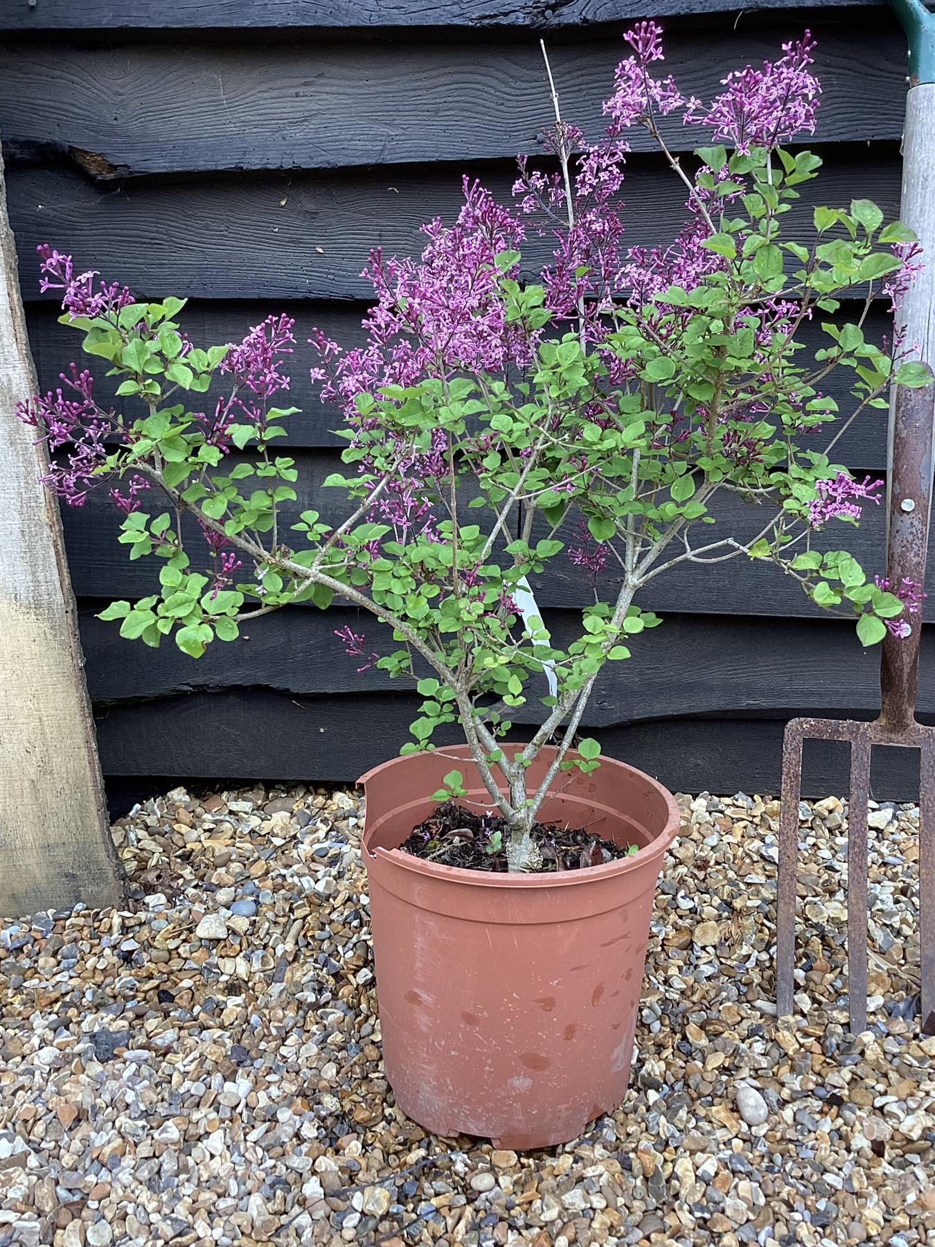 Syringa Red Pixie - 30-40cm, 5lt