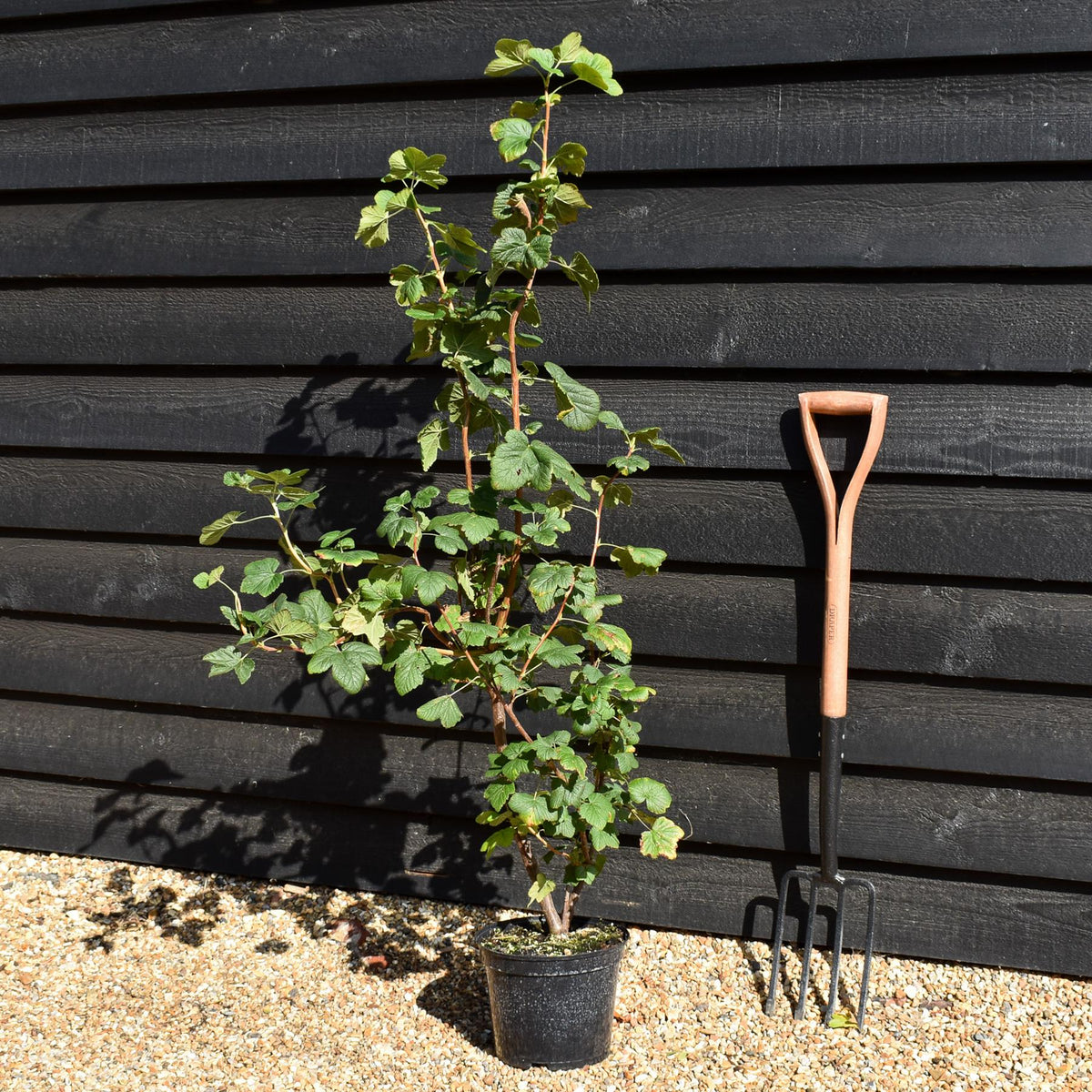 Ribes sanguineum - Flowering Currant - Height 80-100cm - Bushy - 5lt