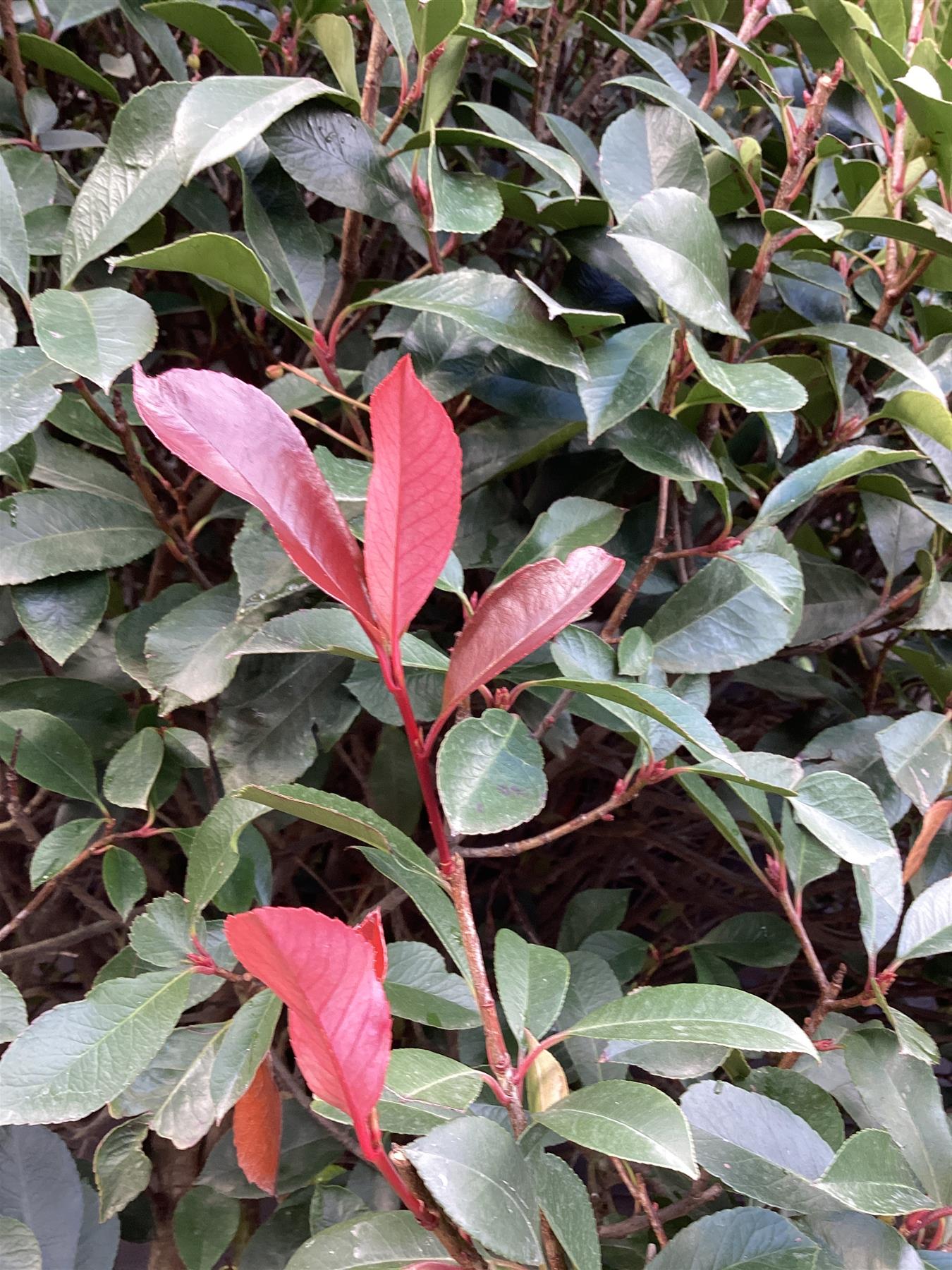 Photinia Red Robin |Parachute - Height 270-300 - 230lt