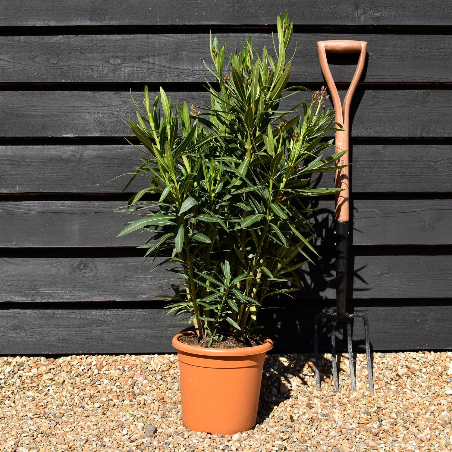 Nerium oleander - Red - 80cm - 7lt