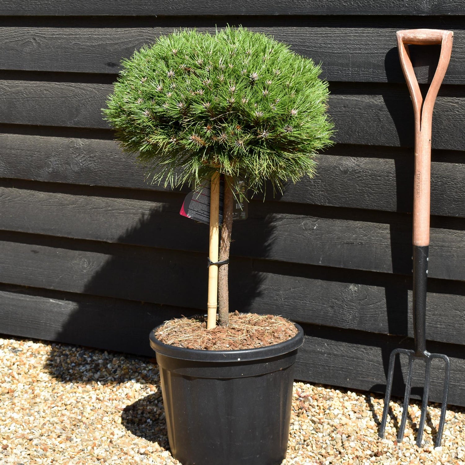 Pinus 'Marie Bregeon' - Stem 40cm - Height 70cm - Width 40cm - 20lt
