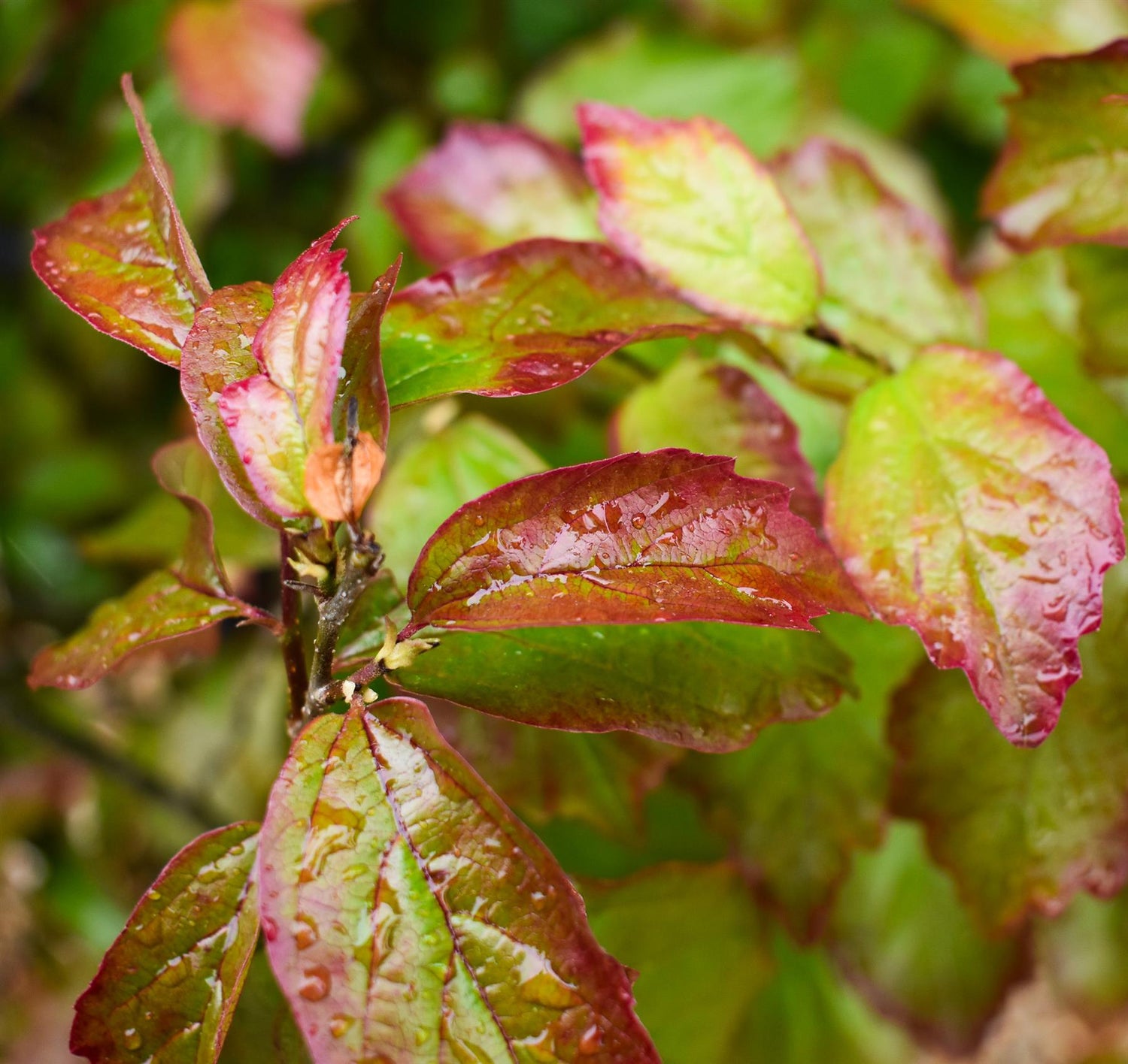 Persian Ironwood | Parrotia persica 'Persian Spire' - Height 280-300cm - 55lt