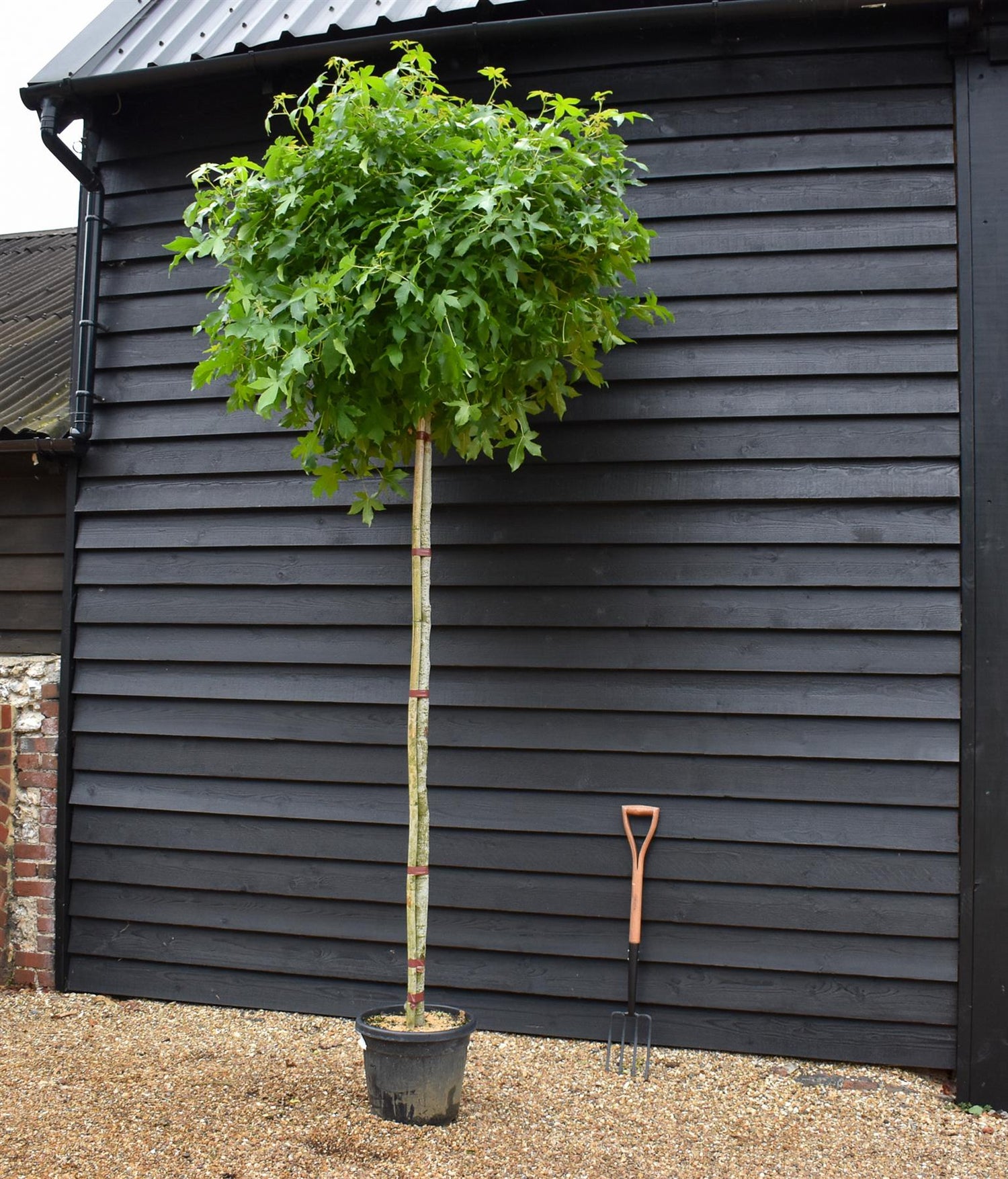 Liquidambar styraciflua 'Gum Ball' | Sweet gum 'Gum Ball' - 280-300cm, 30lt