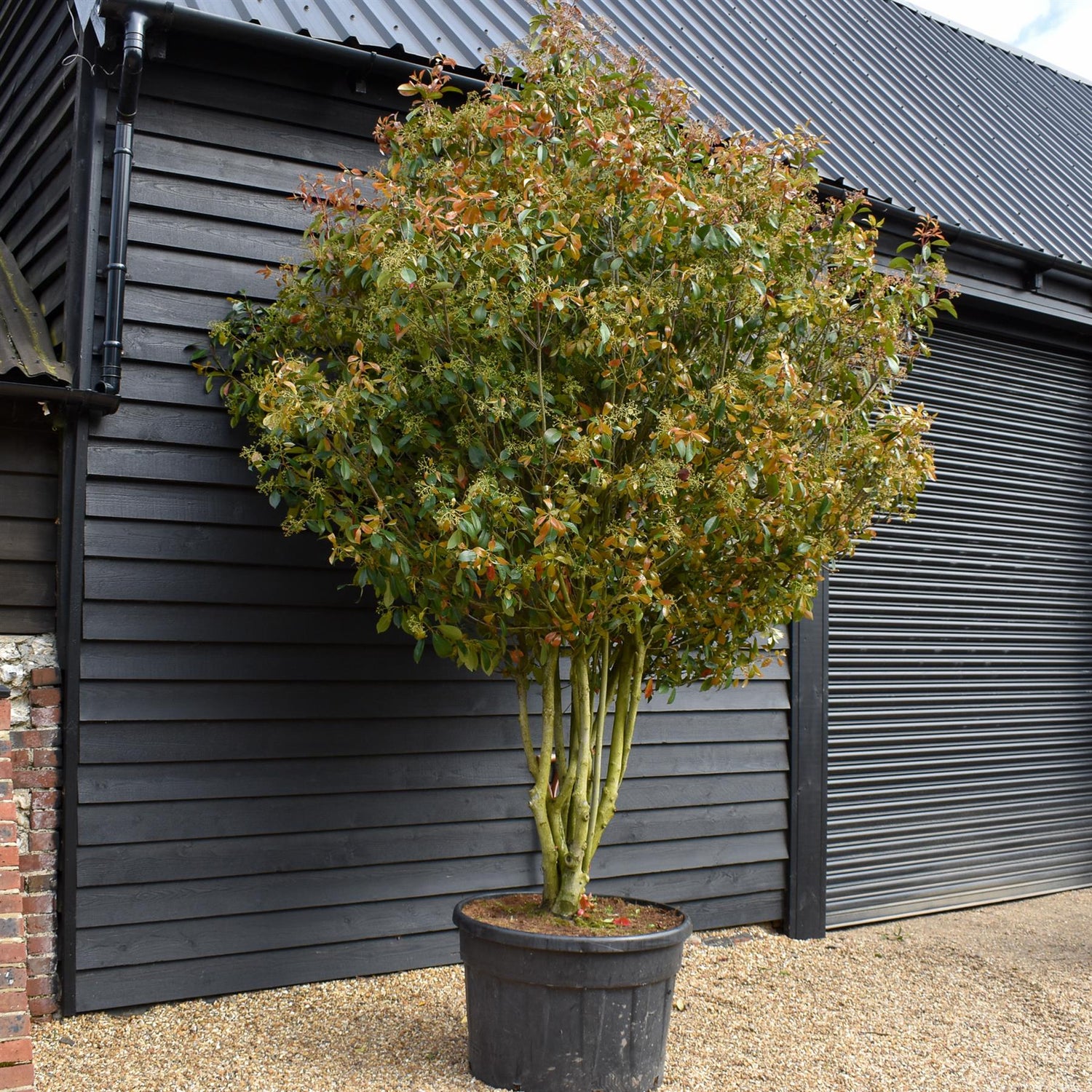 Photinia x fraseri Red Robin - Multistem - Height 220-250cm - 150lt