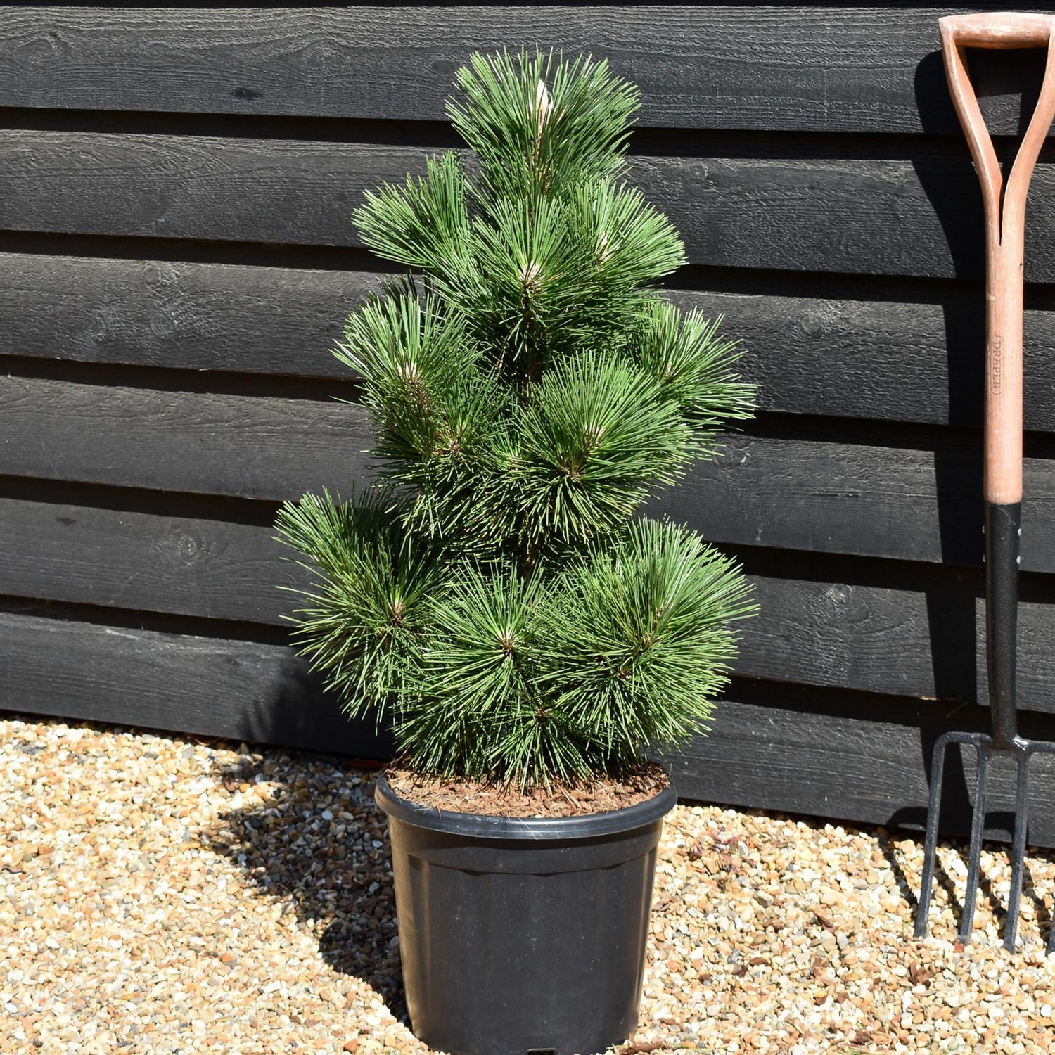 Pinus thunbergii 'Thunderhead' - Height 80-90cm - 15lt