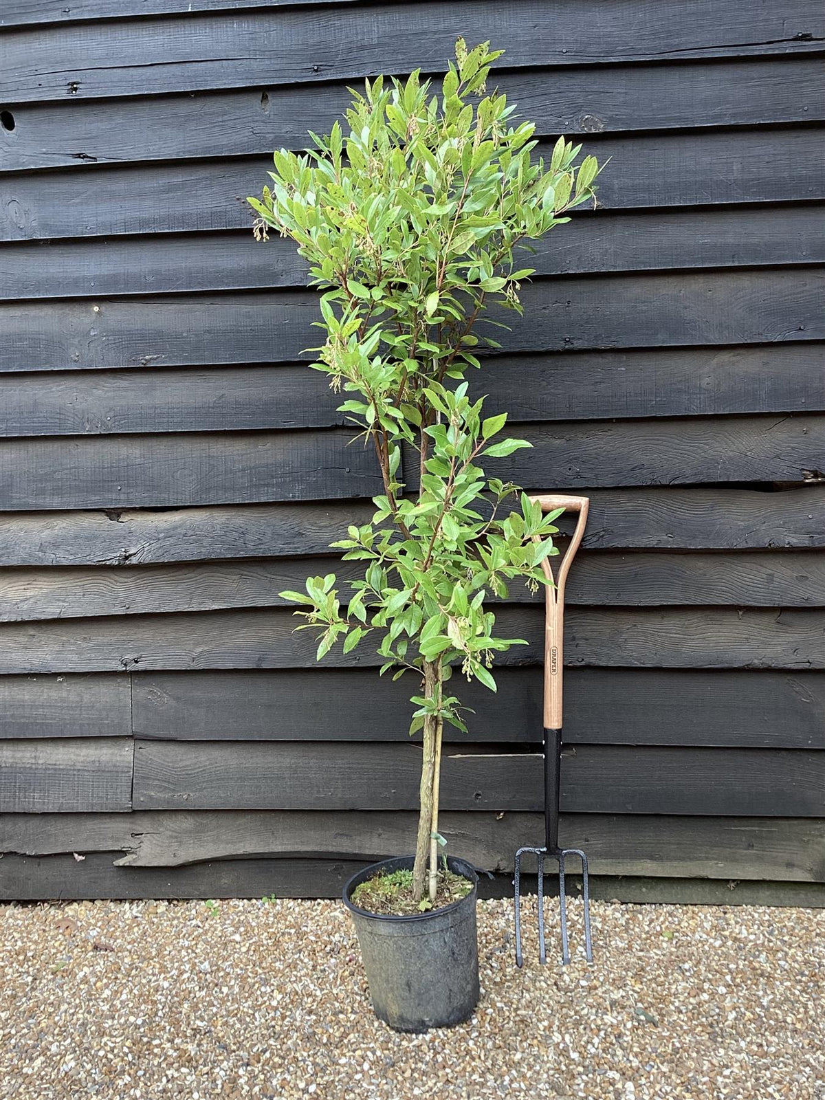 Arandel Tree Arbutus Unedo Compacta | Strawberry Tree - 10lt – Arundel Arboretum