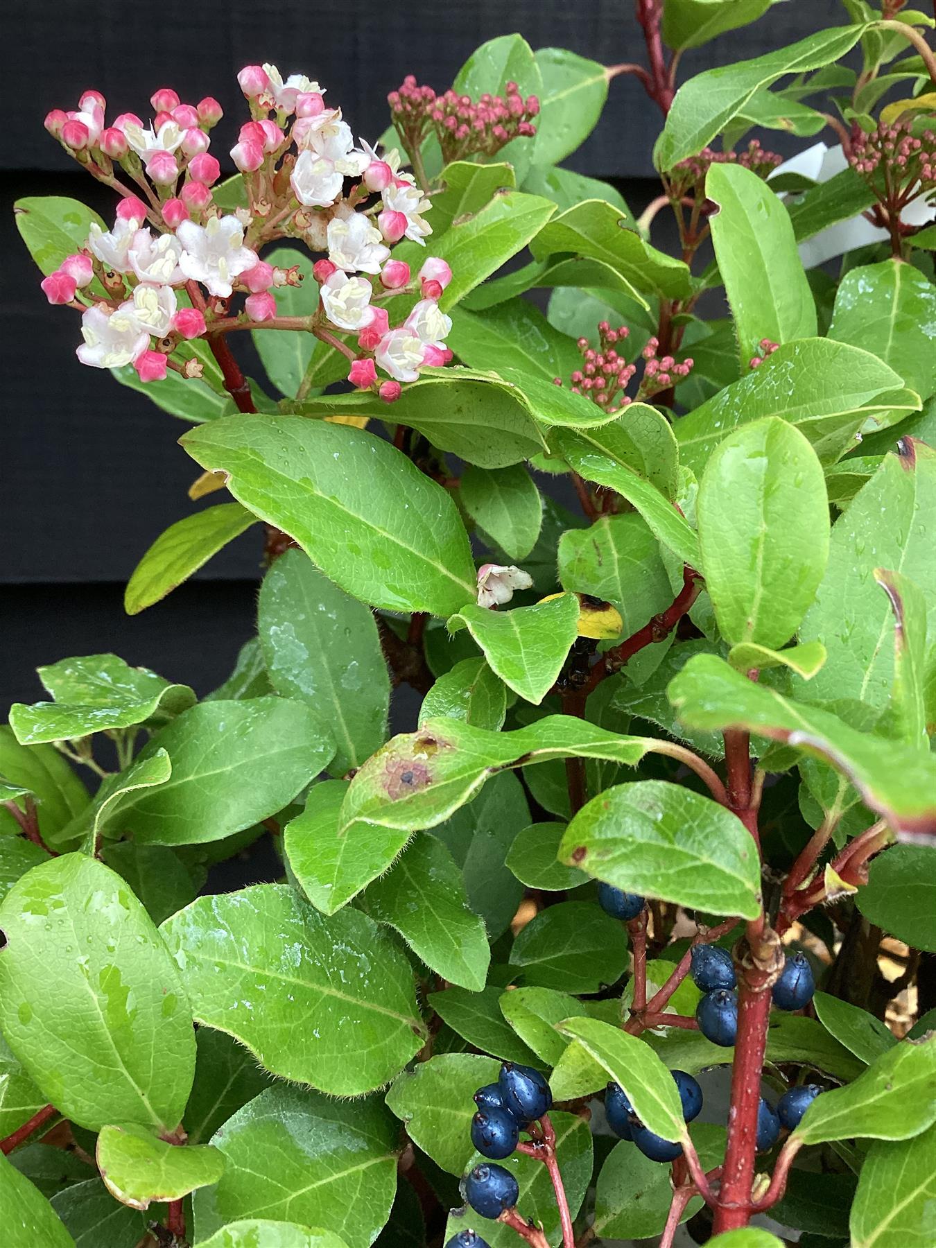 Viburnum tinus 'Gwenllian' - 80-100cm, 10lt