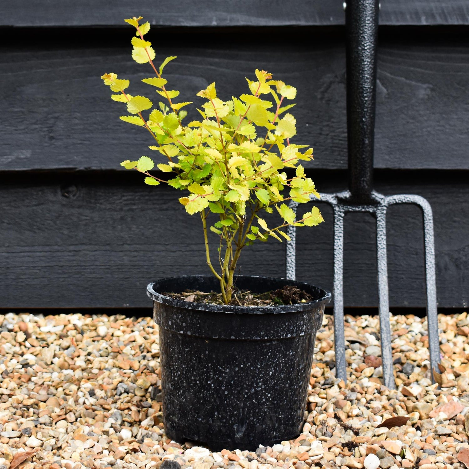Betula nana 'Golden Treasure' - Height 20-30cm - Dwarf - 2lt