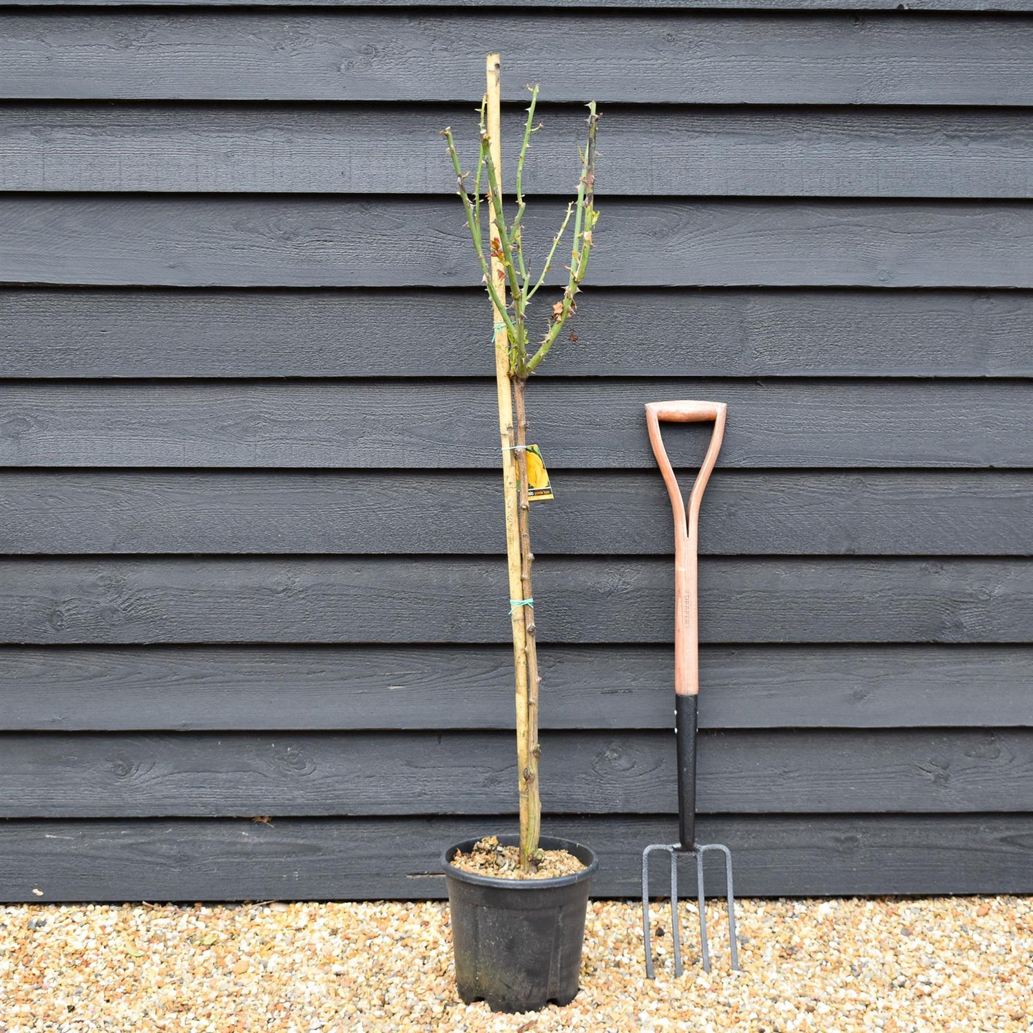 Rose 'Giallo Puro Intenso' - Clear Stem 80-90cm - Height 130-160cm - 18lt