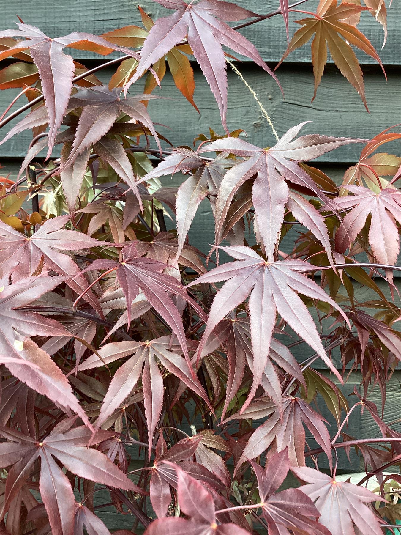 Acer palmatum 'Atropurpureum' | Red Leaf Japanese maple - Bushy - 100-150cm - 20lt