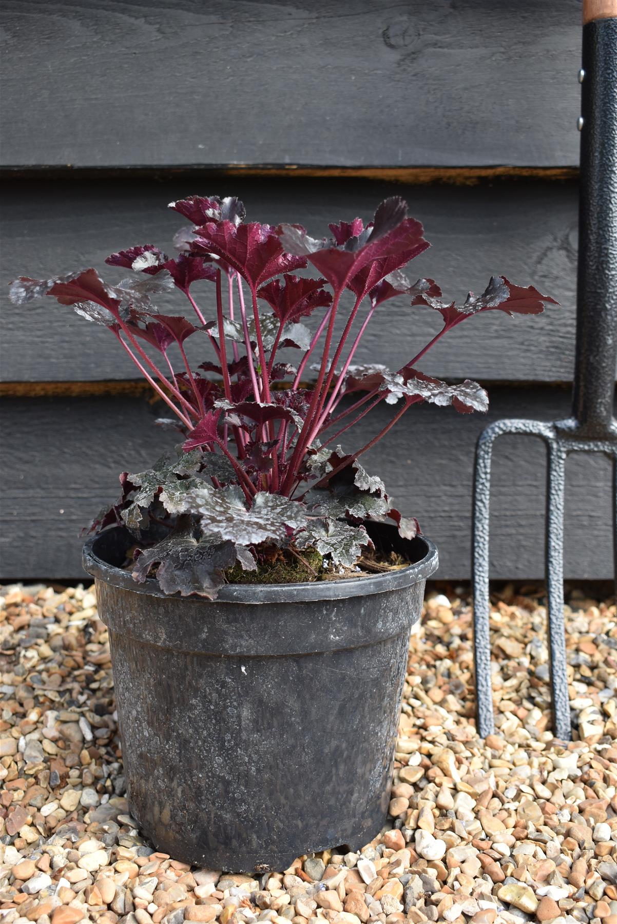 Heuchera Black Pearl - 10-25cm - 3lt