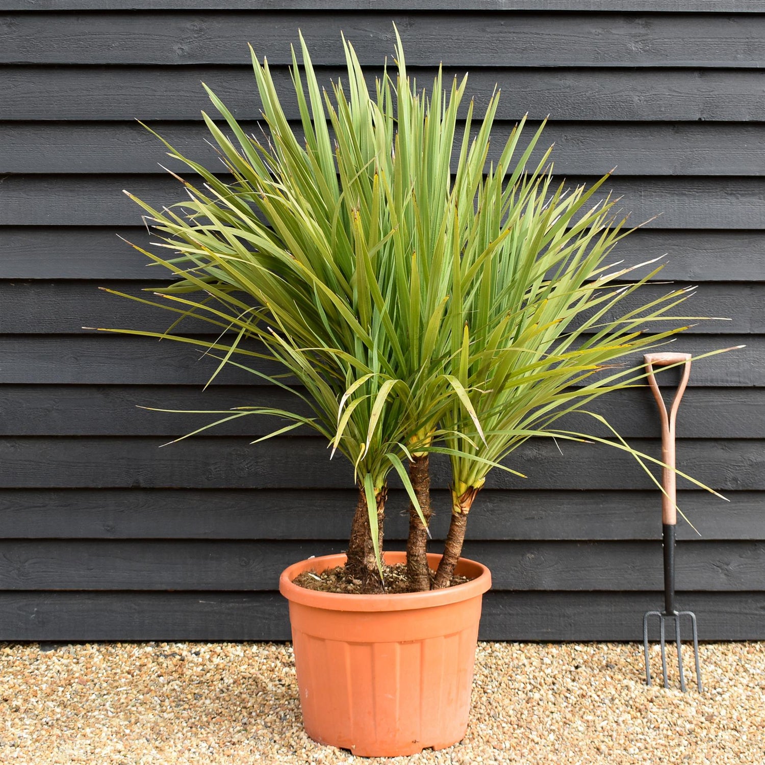 Cordyline australis | New Zealand Cabbage Palm - Multistem 20-30cm - Height 90-110cm - 50lt