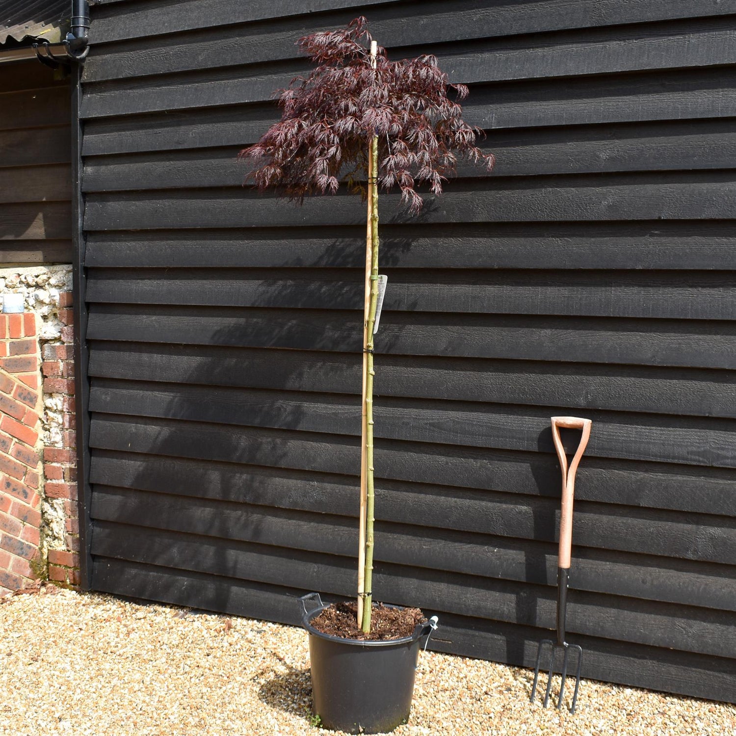 Acer palmatum 'Crimson Queen' | Weeping Japanese Maple - Three Quarter Standard - Clear Stem 160 - Height 180-190cm - 30lt