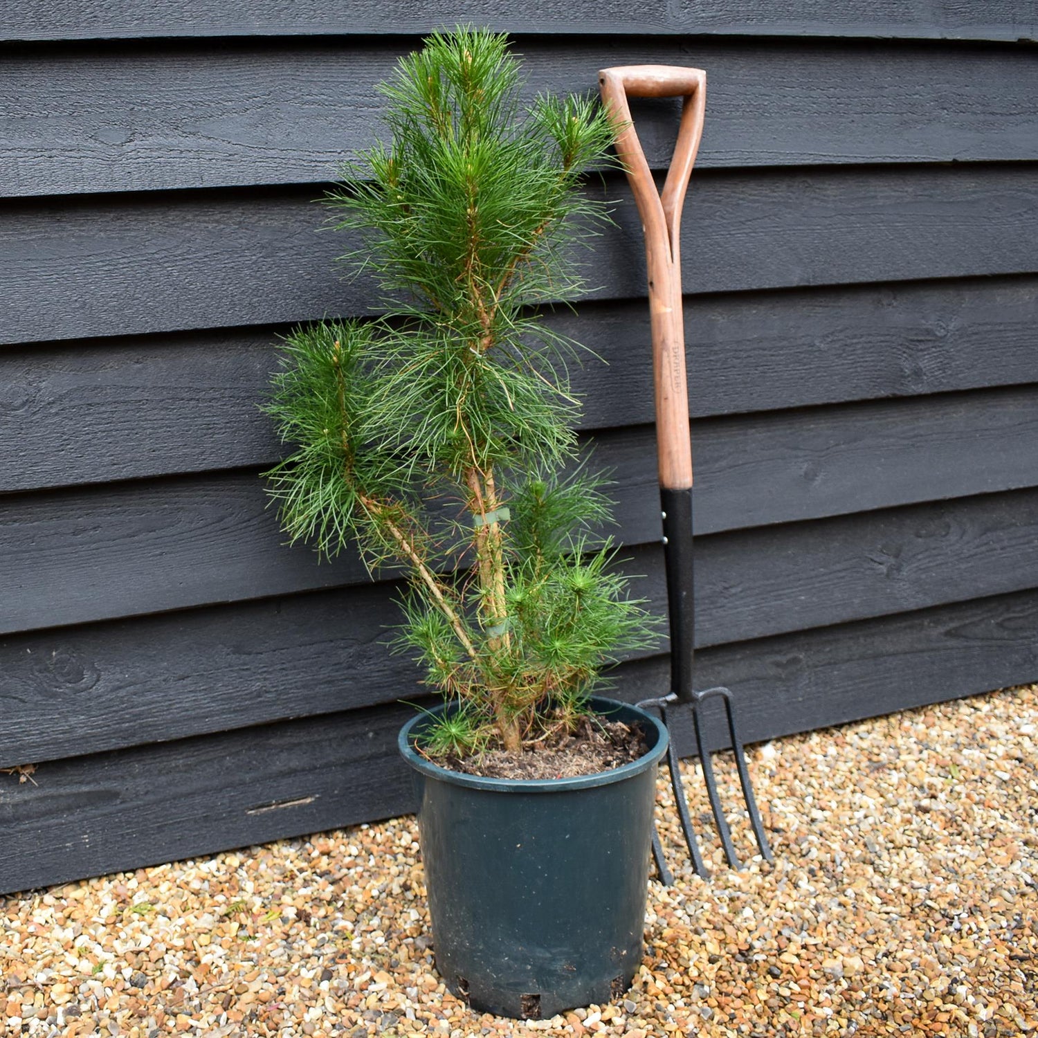 Pinus strobus 'Radiata' - Monterey Pine - Height 30-50cm - 12lt