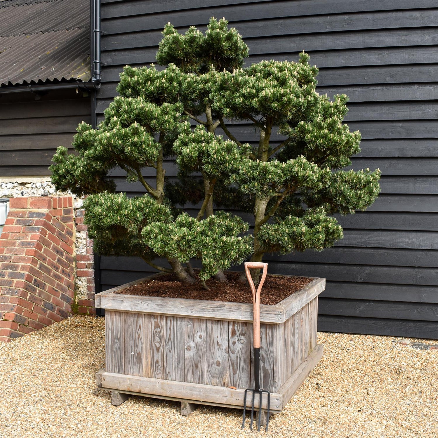 Pinus mugo 'Gnom' - Height 100cm - Width 90-100cm - 65lt
