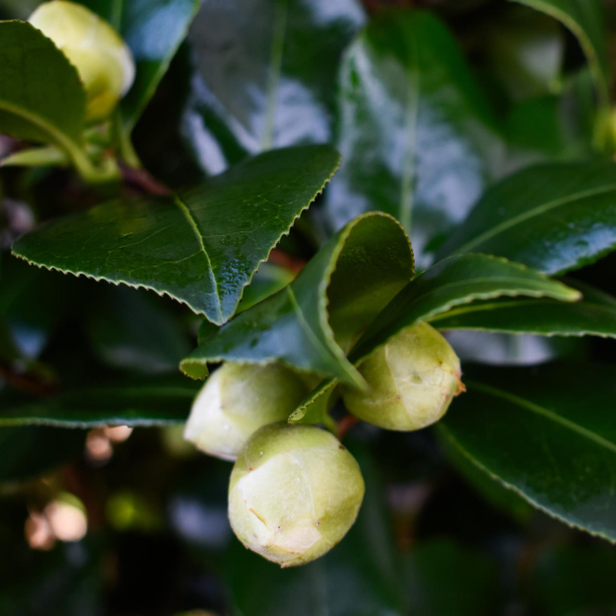 Camellia Brushfields Yellow - Height 80-100cm - 25lt