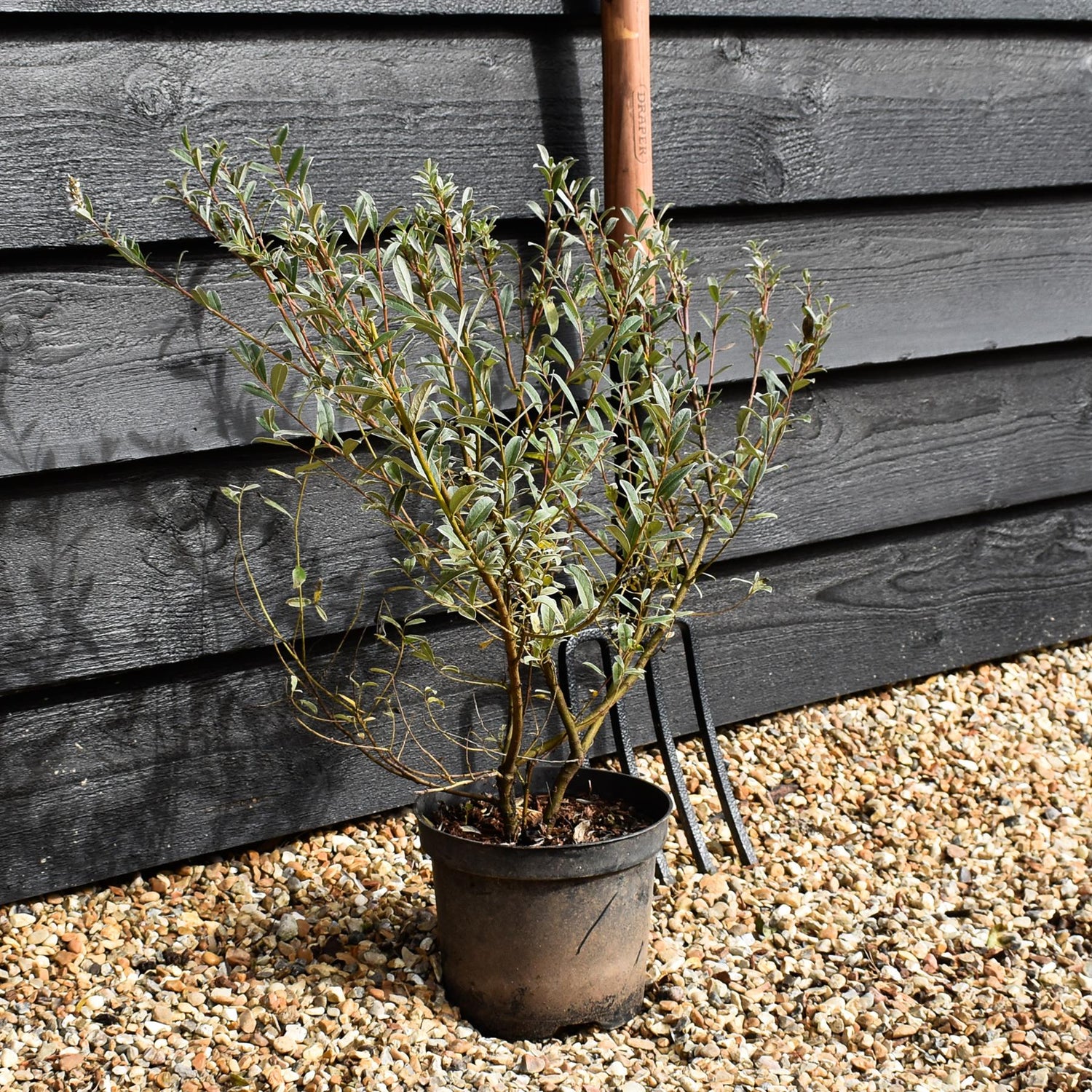 Salix elaeagnos - Shrub - Height 60-80cm - 10lt