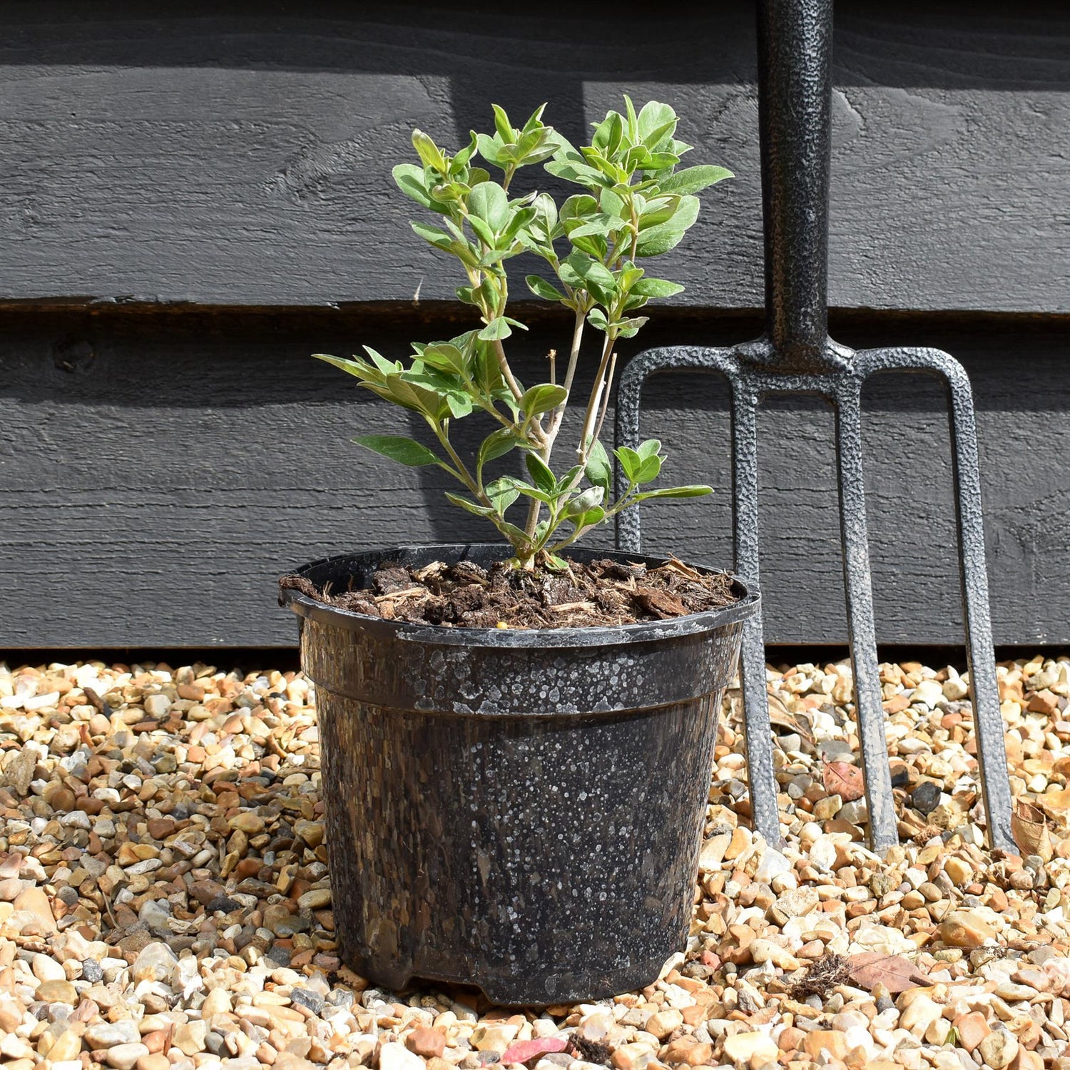 Vitex 'Chicagoland Blues' - Height 20-30cm - Bushy - 2lt