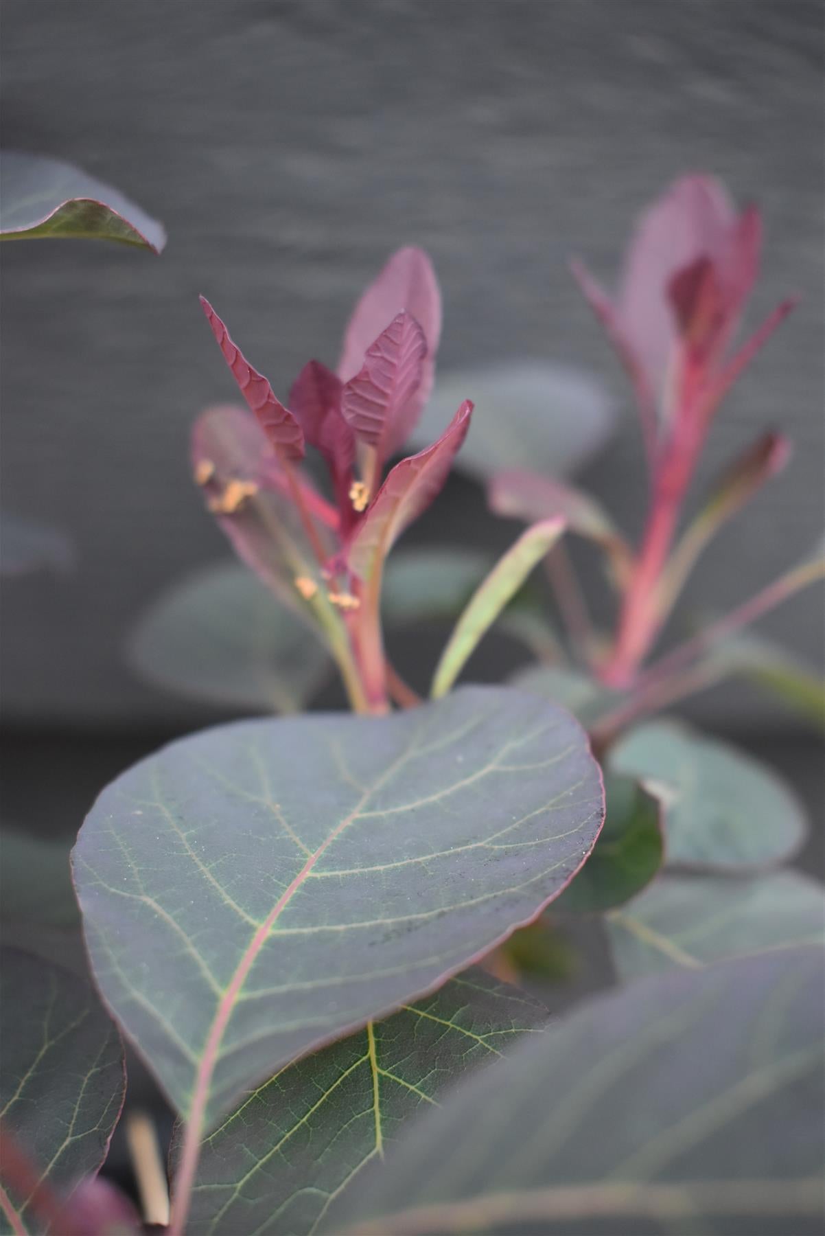 Cotinus coggy. Dusky Maiden - 15-25cm - 3lt