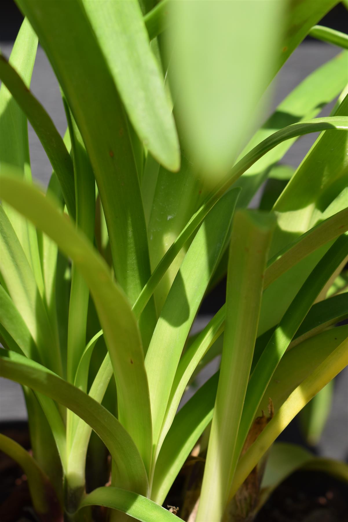 Agapanthus "Midnight Sky" | African Lily -  Height 60-80cm - 5lt