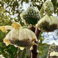 Edgeworthia chrysantha 'Grandiflora' - 80-100cm, 35lt