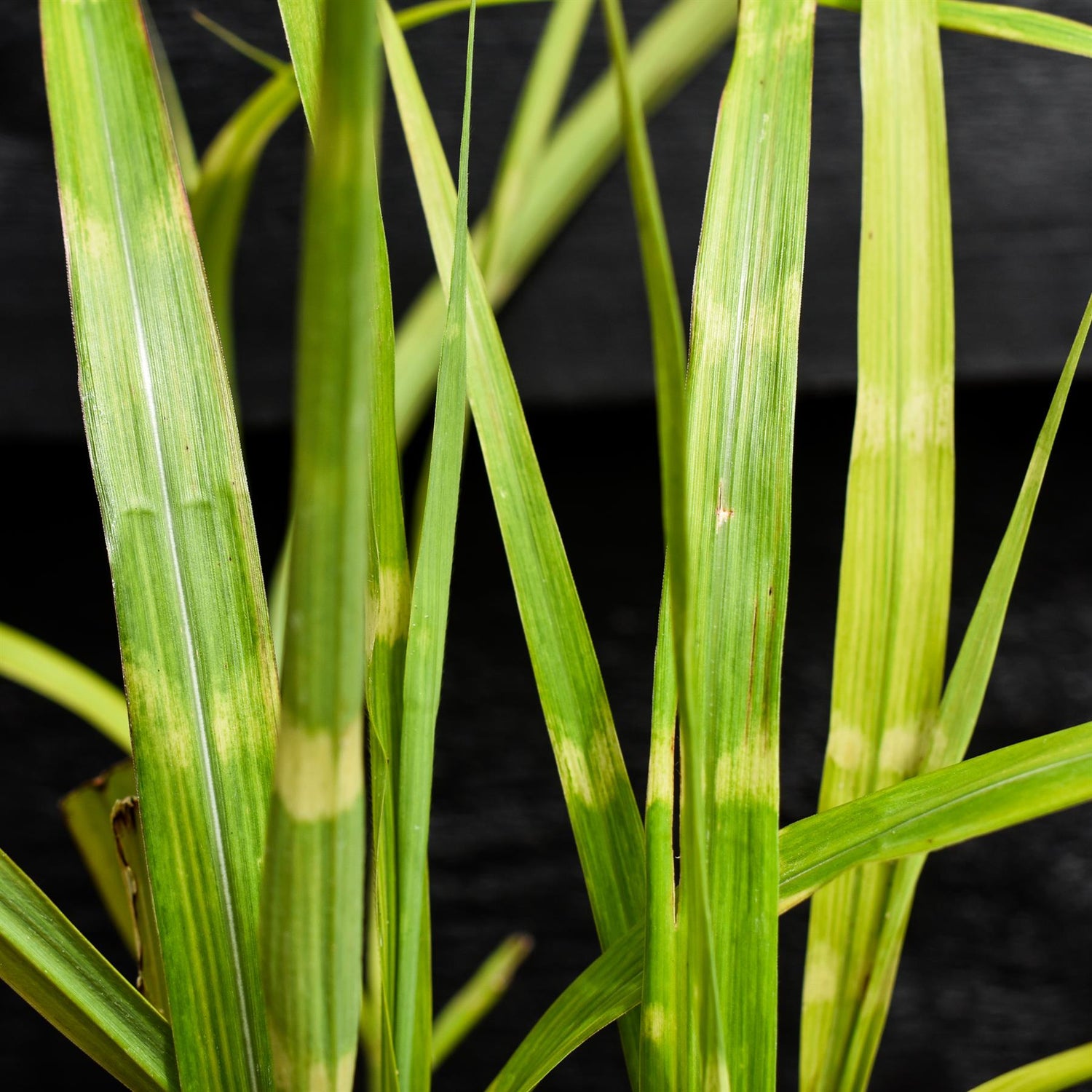 Miscanthus sinensis 'Strictus' | Eulalia 'Strictus' - Grass - Perennial - 3lt