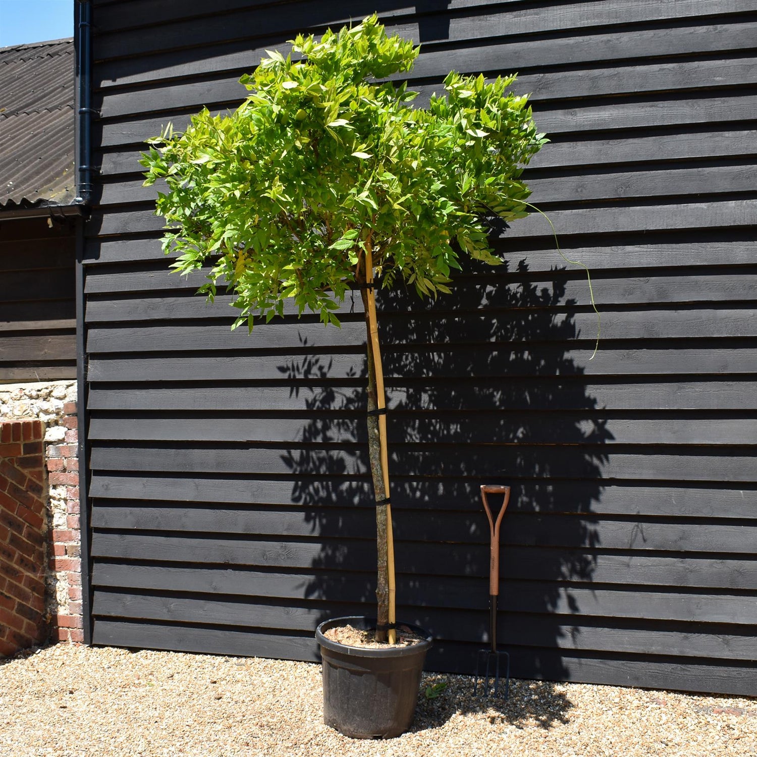 Wisteria brachybotrys 'Showa-beni' Clear Stem 140cm - Girth 10-12cm - Height 200-220cm - 55lt