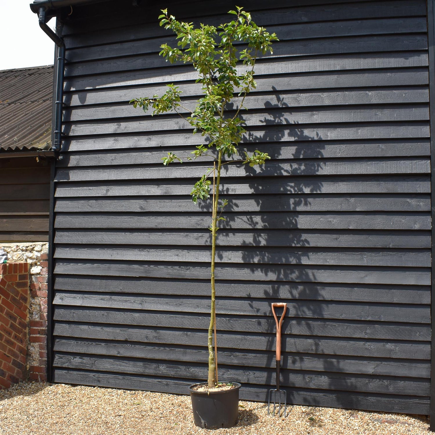 Crab Apple 'Red Siberian' | Malus  - Clear Stem - Height 250-300cm - Girth 6-8cm - 45lt