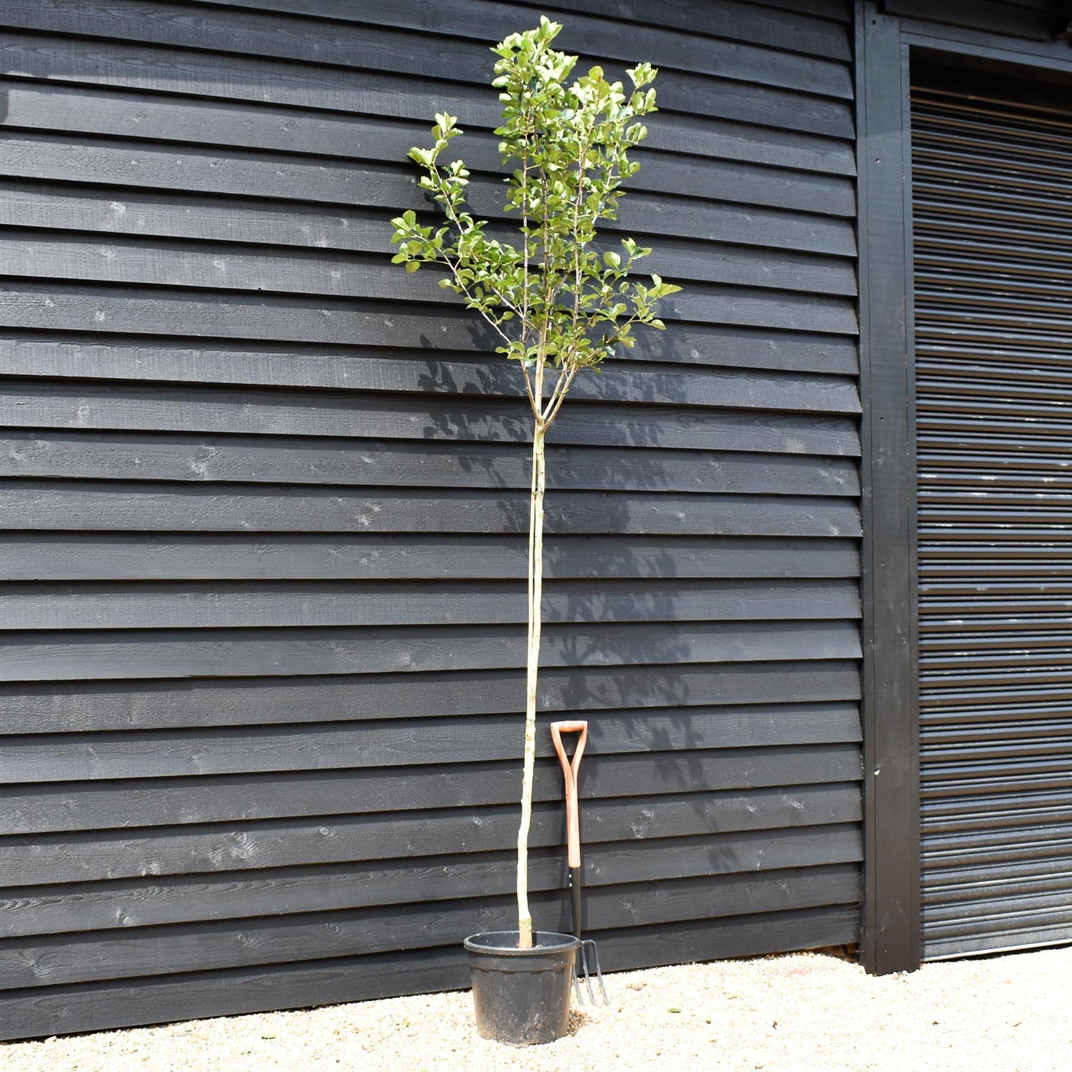 Broad-leaved Cockspur Thorn | Crataegus Persimilis 'Prunifolia' - Height 200 -230cm - Girth  6-8cm - 30lt