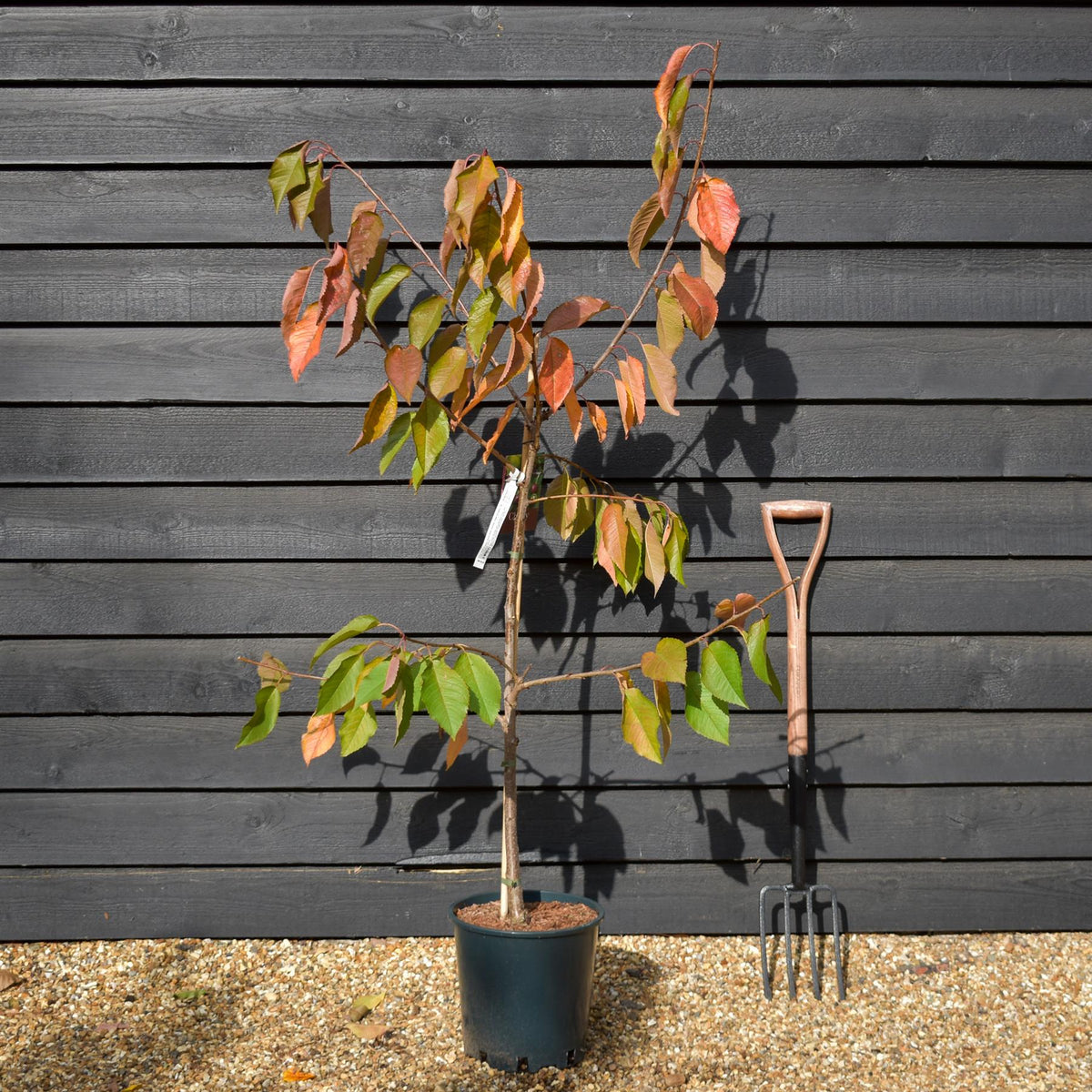 Cherry 'Stella' on Gisela | Prunus avium - Dwarfing - Height 130-160cm - 12lt