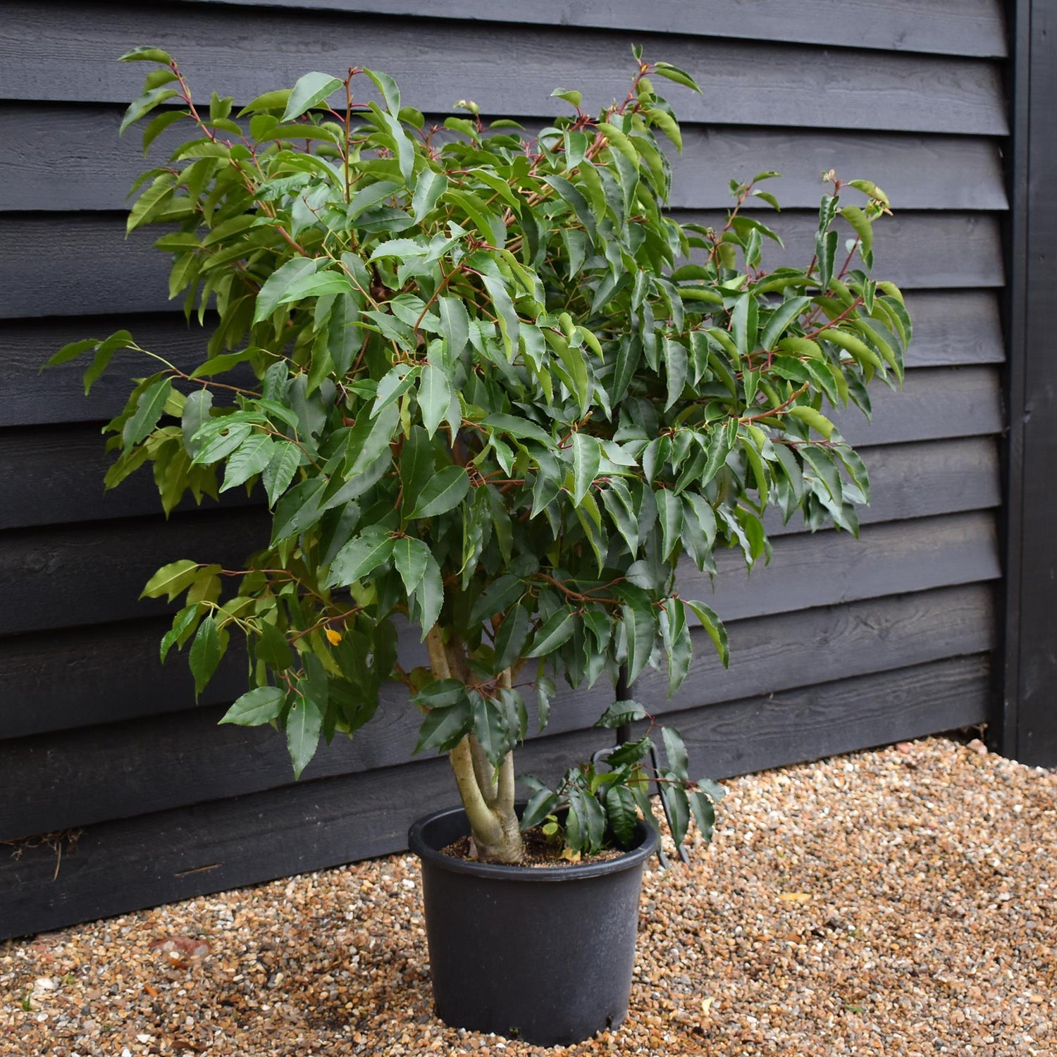 Portuguese Laurel | Prunus lusitanica - Bushy - 140-160cm - 20lt