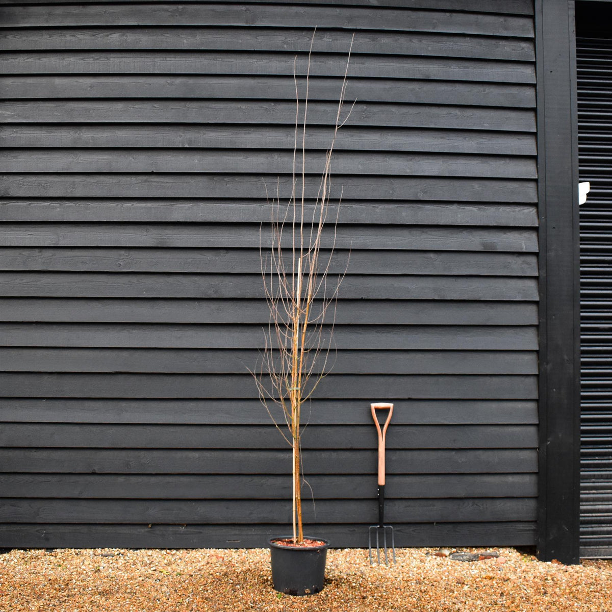Betula utilis jacquemontii | Kashmir Birch - Multistem - 280cm, 20lt